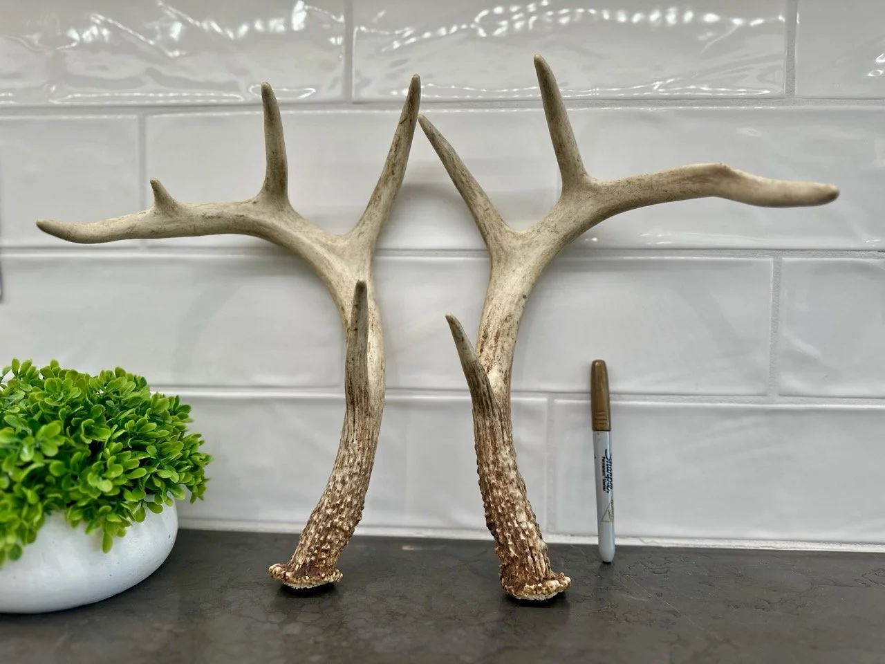 IMG_4384 2 Large.jpeg