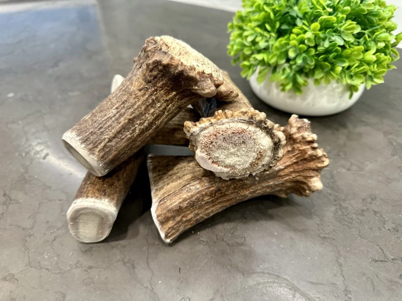 Moose Antler Base