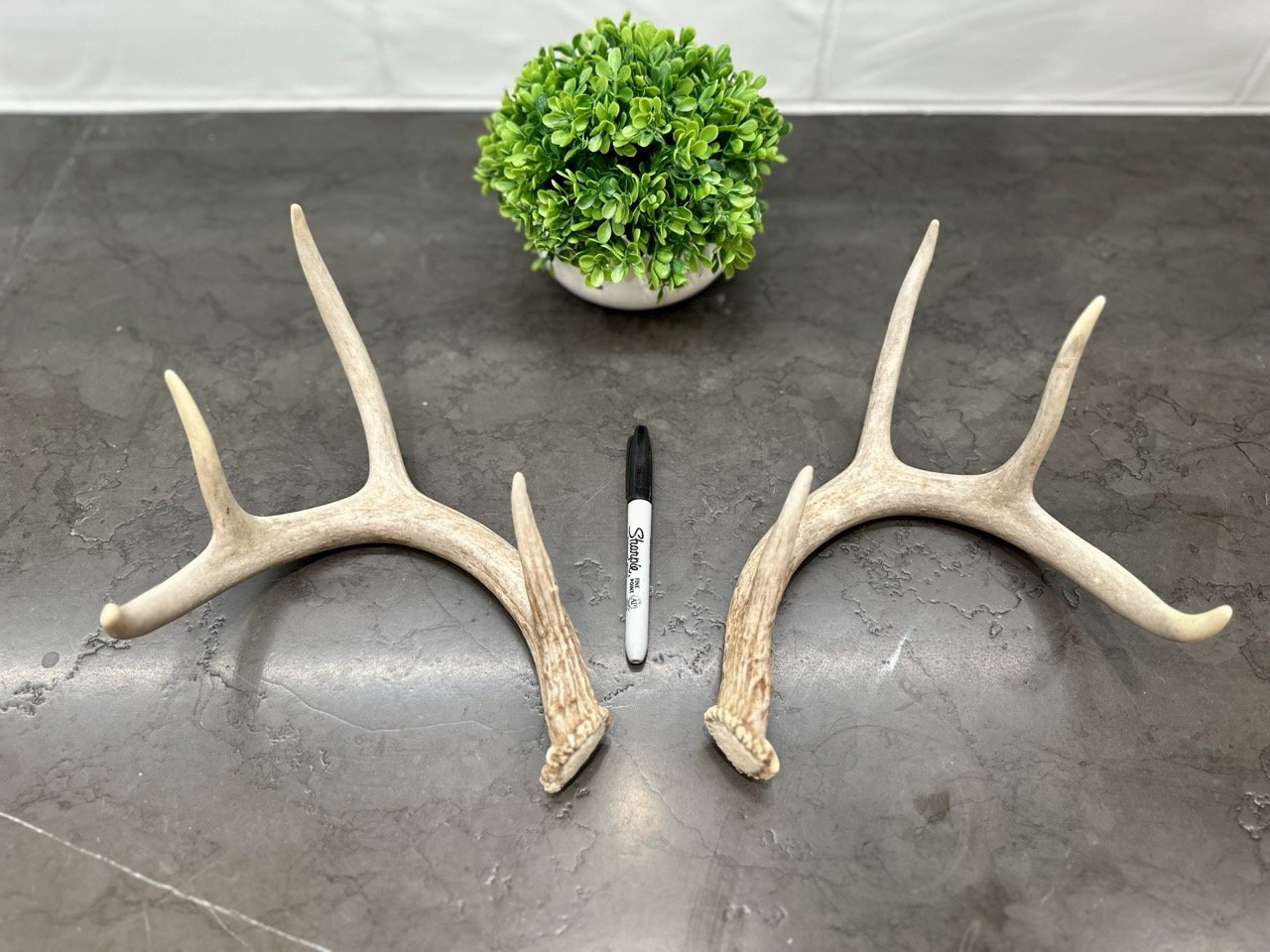 Deer Antlers | WHOLE | Matched Antler Set | 8 Point Buck