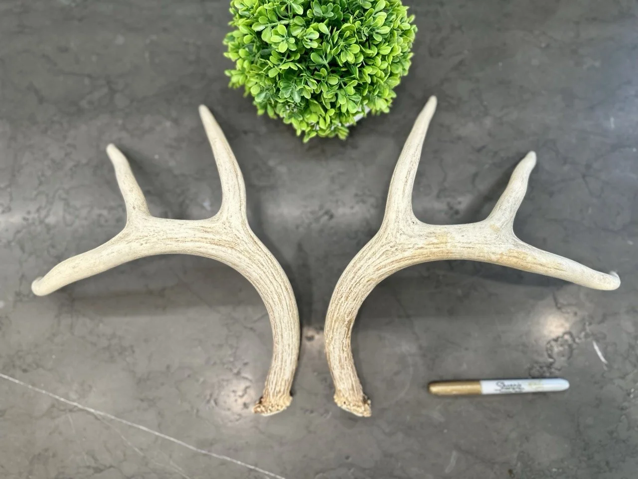 IMG_4350 2 Large.jpeg