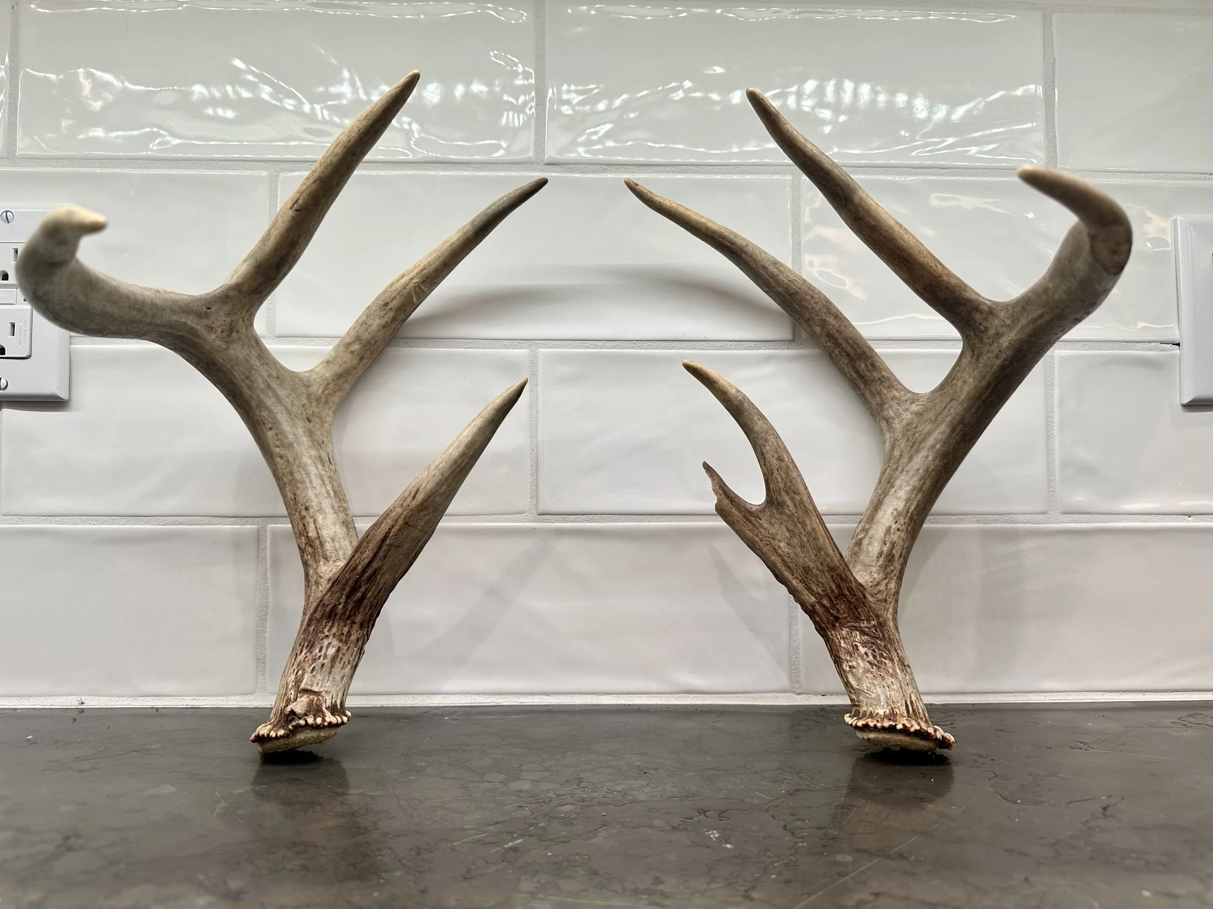2) Whole Deer Antlers (Set) [Real, Naturally Shed Whitetail Deer