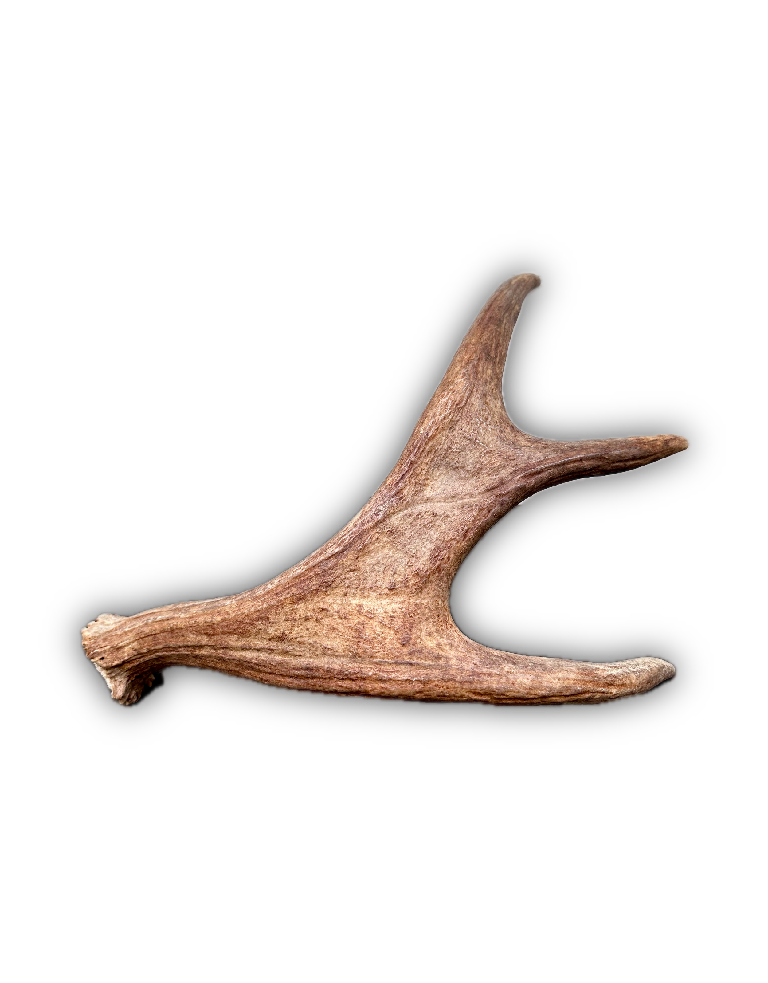 IMG_7233 Background Removed-shadow.png