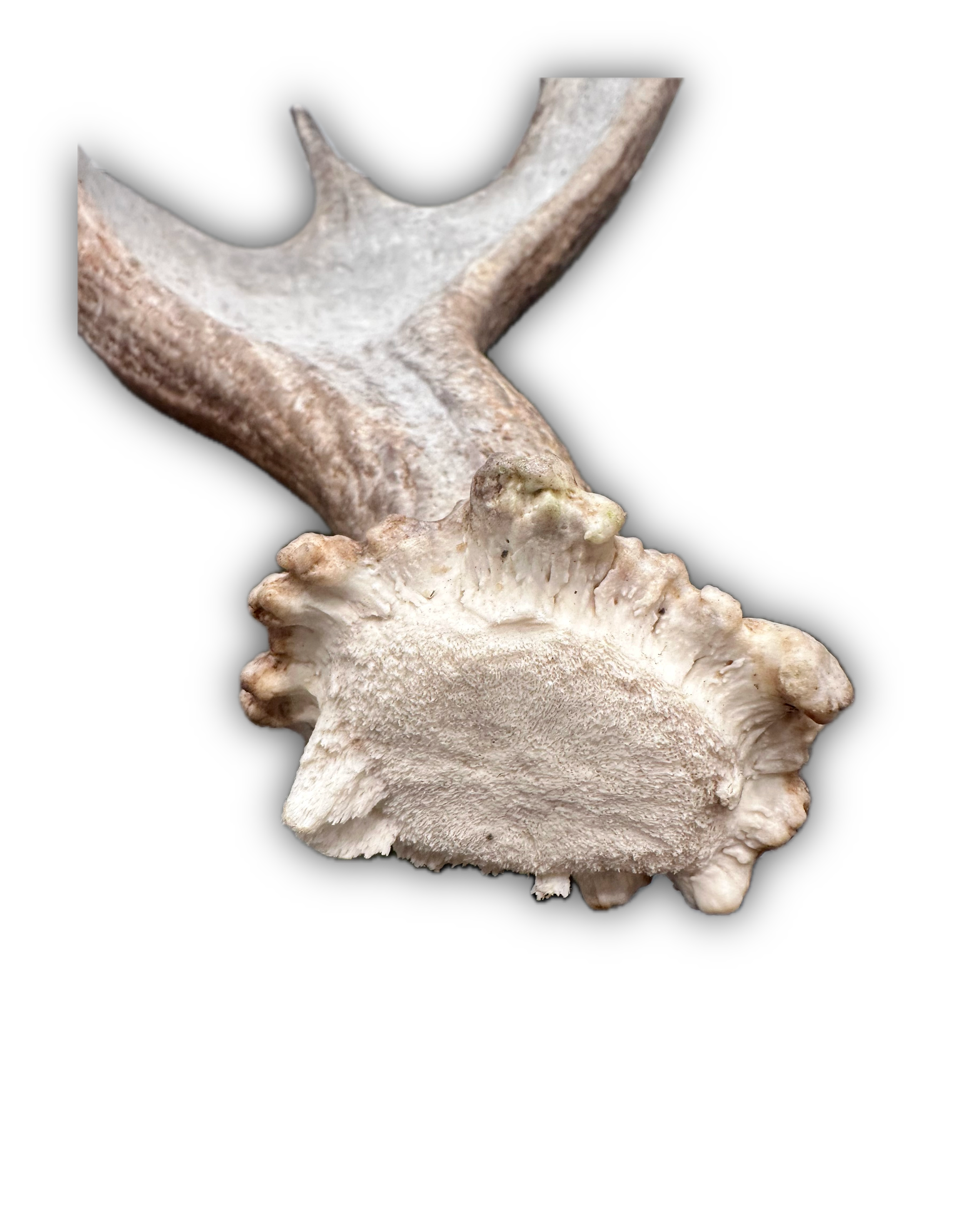 IMG_7241 Background Removed-shadow.png