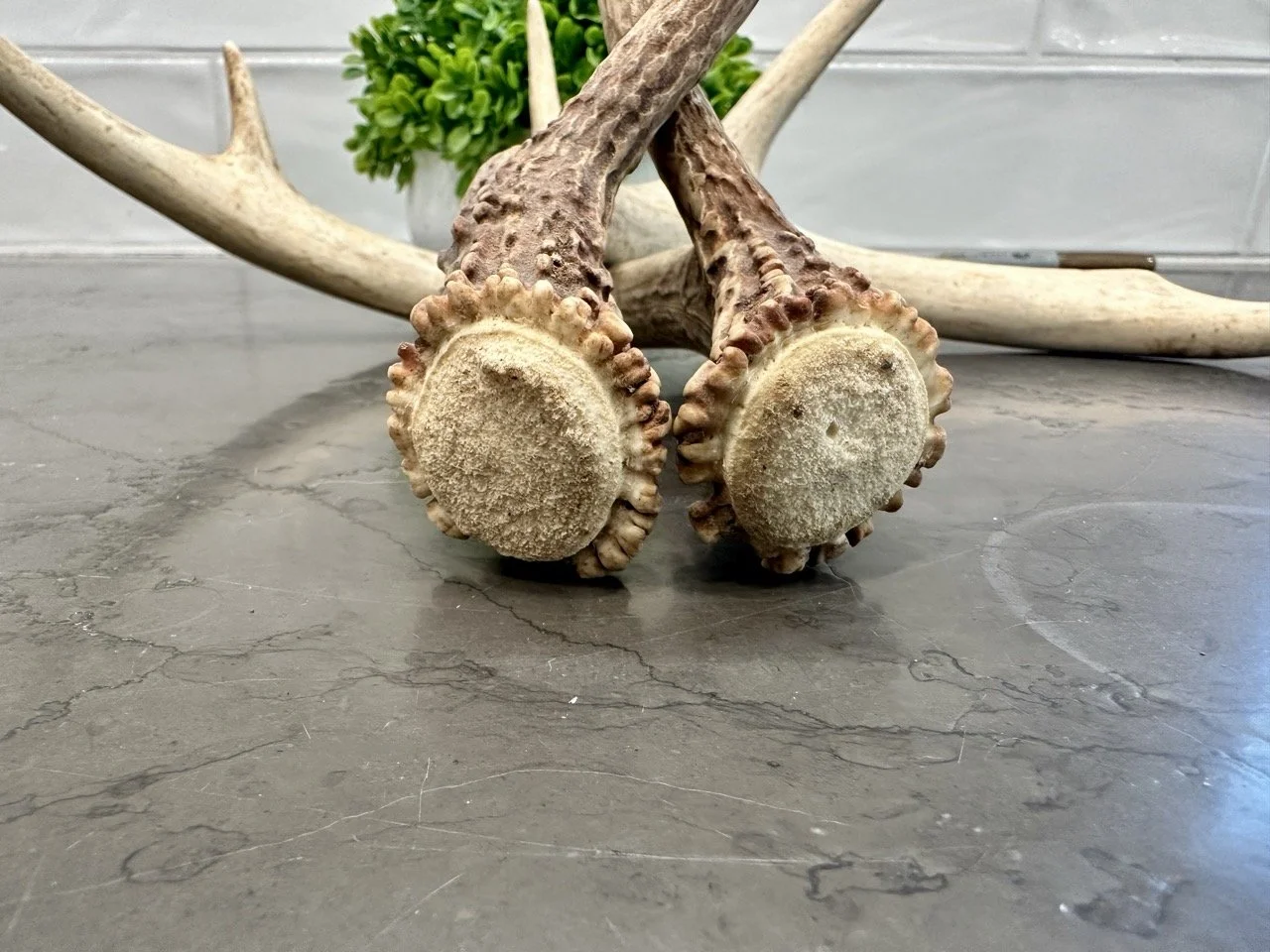 IMG_4398 2 Large.jpeg