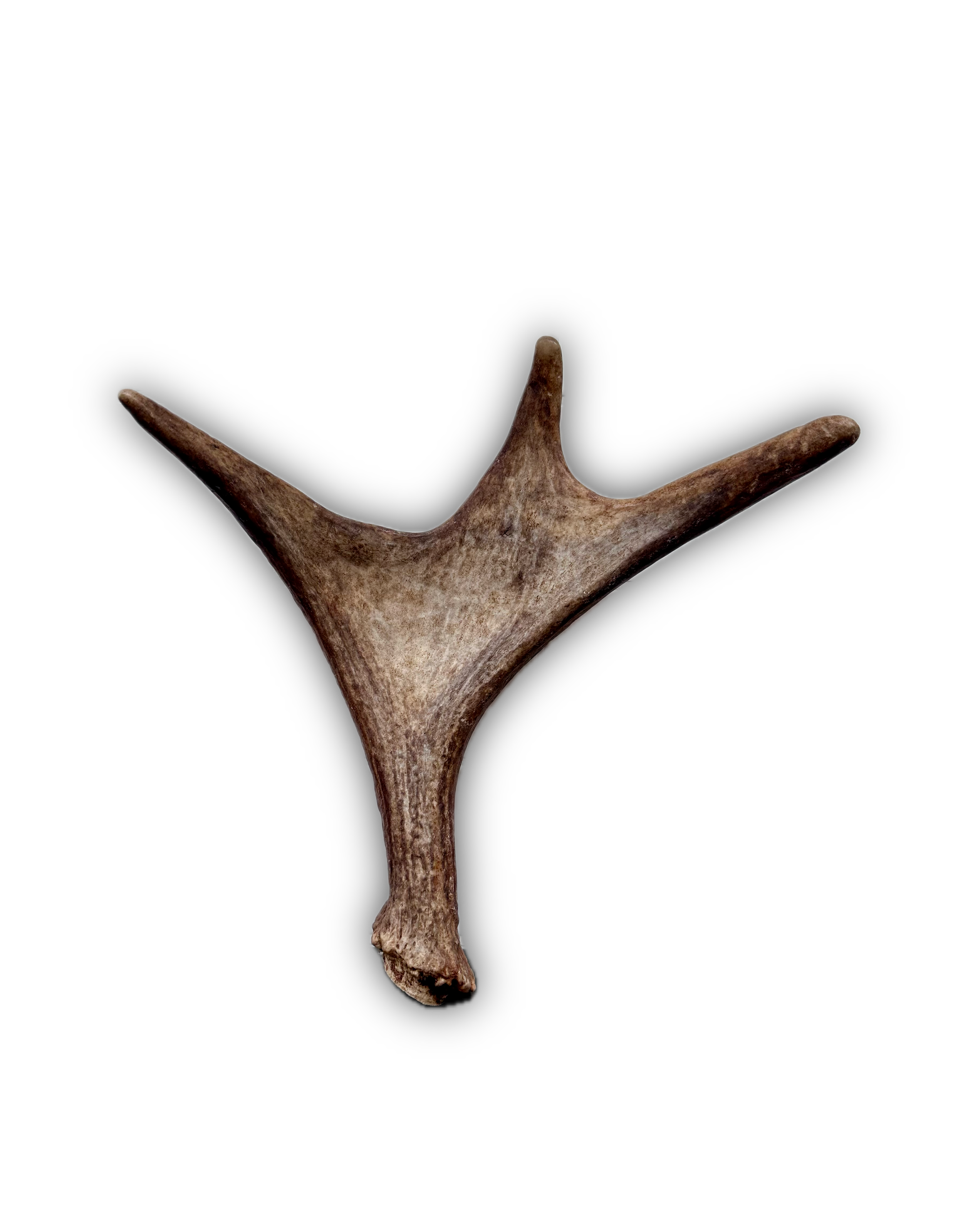 IMG_7204 Background Removed-shadow.png