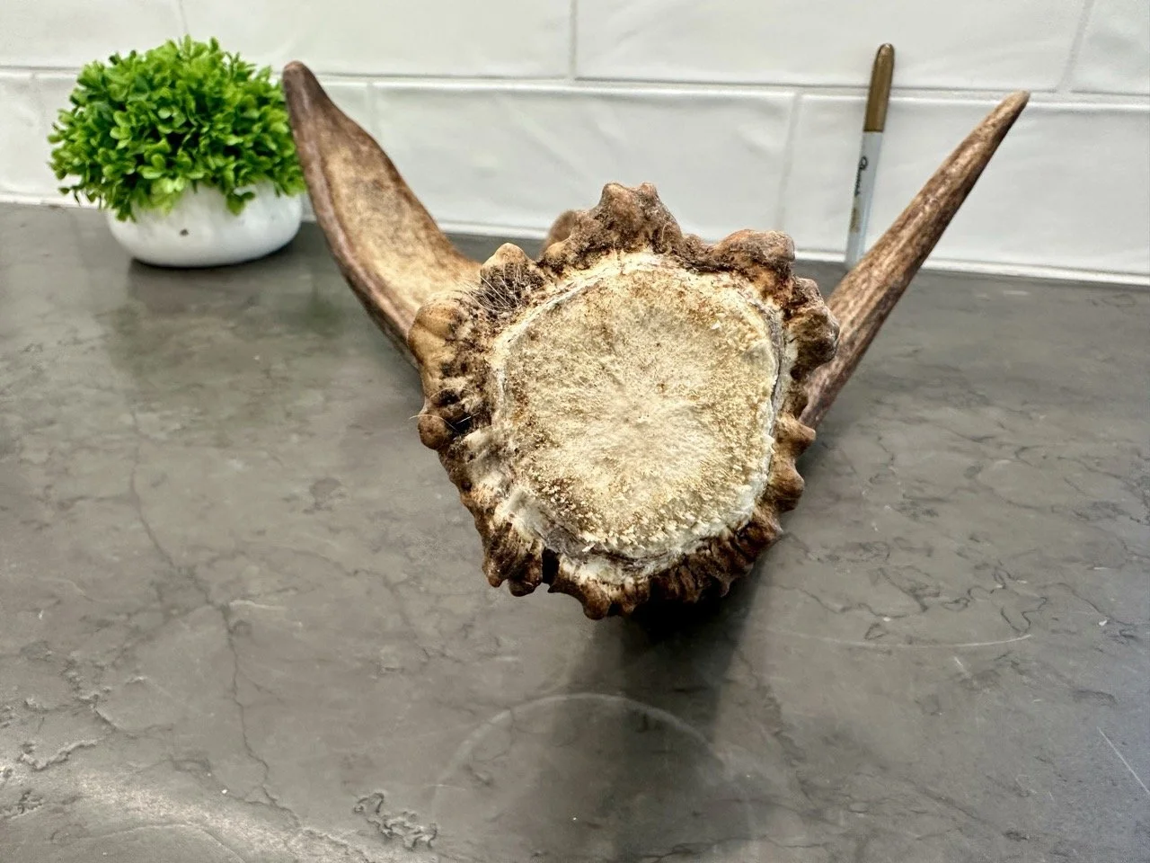 IMG_4426 2 Large.jpeg