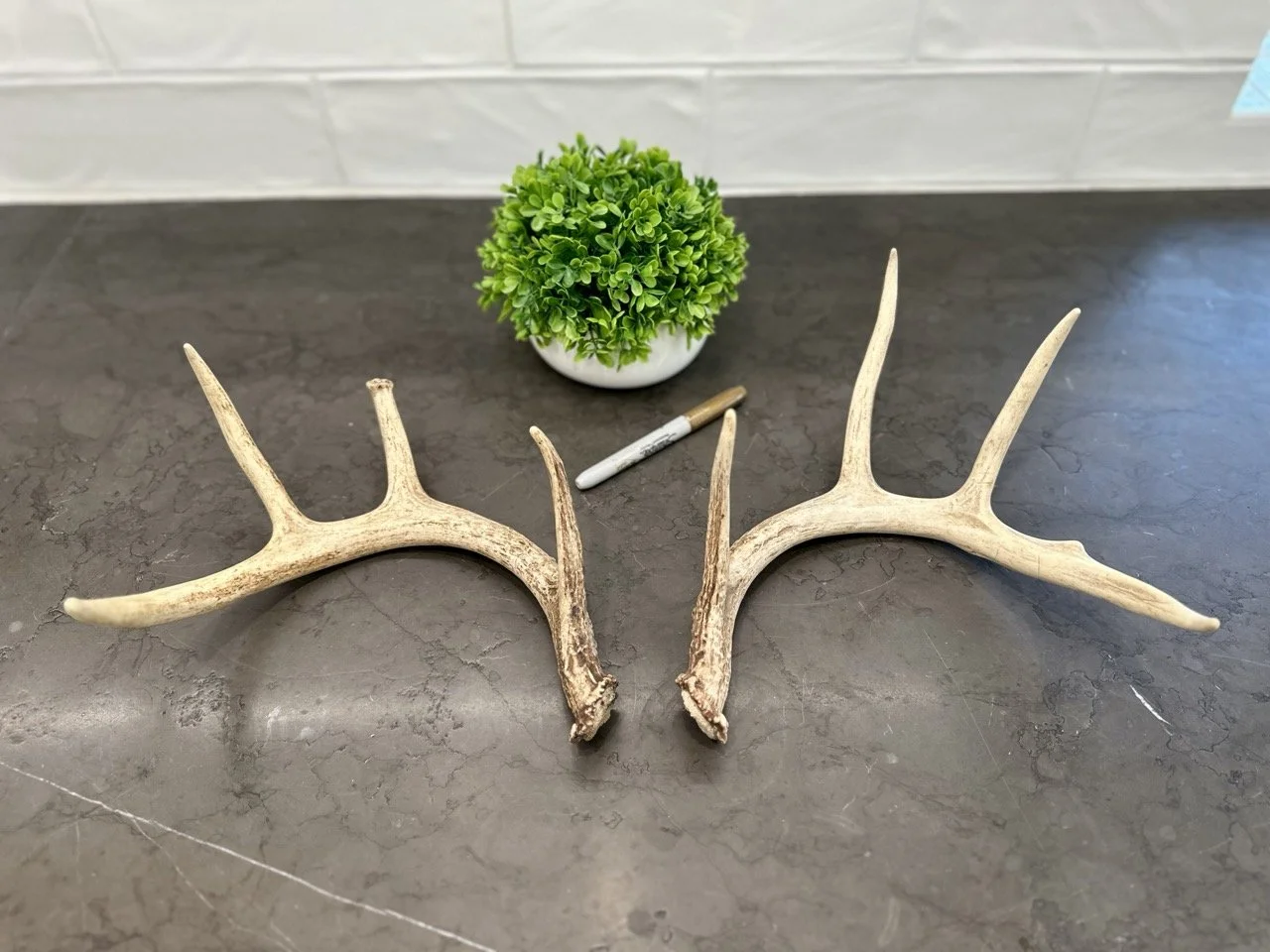 IMG_4360 2 Large.jpeg