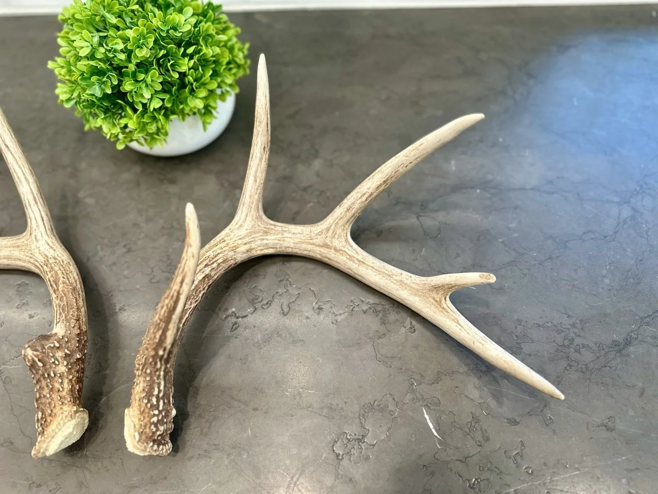 IMG_4342 2 Large.jpeg