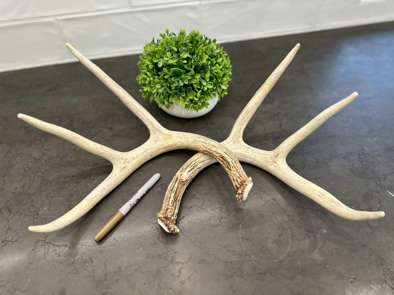 IMG_4351 2 Large.jpeg