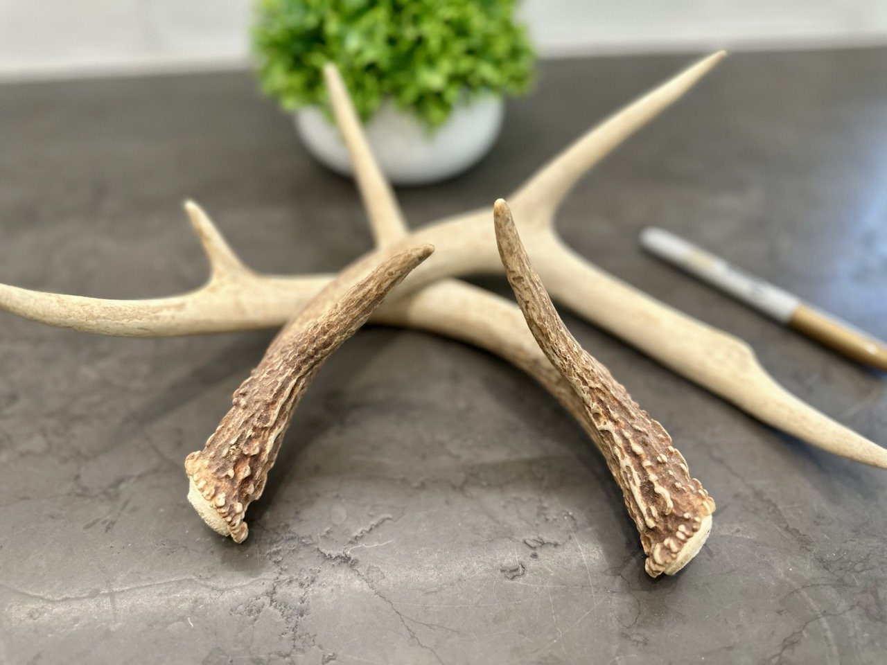 IMG_4397 2 Large.jpeg