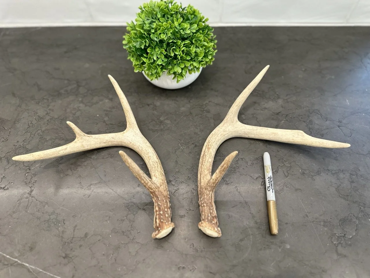 IMG_4392 2 Large.jpeg