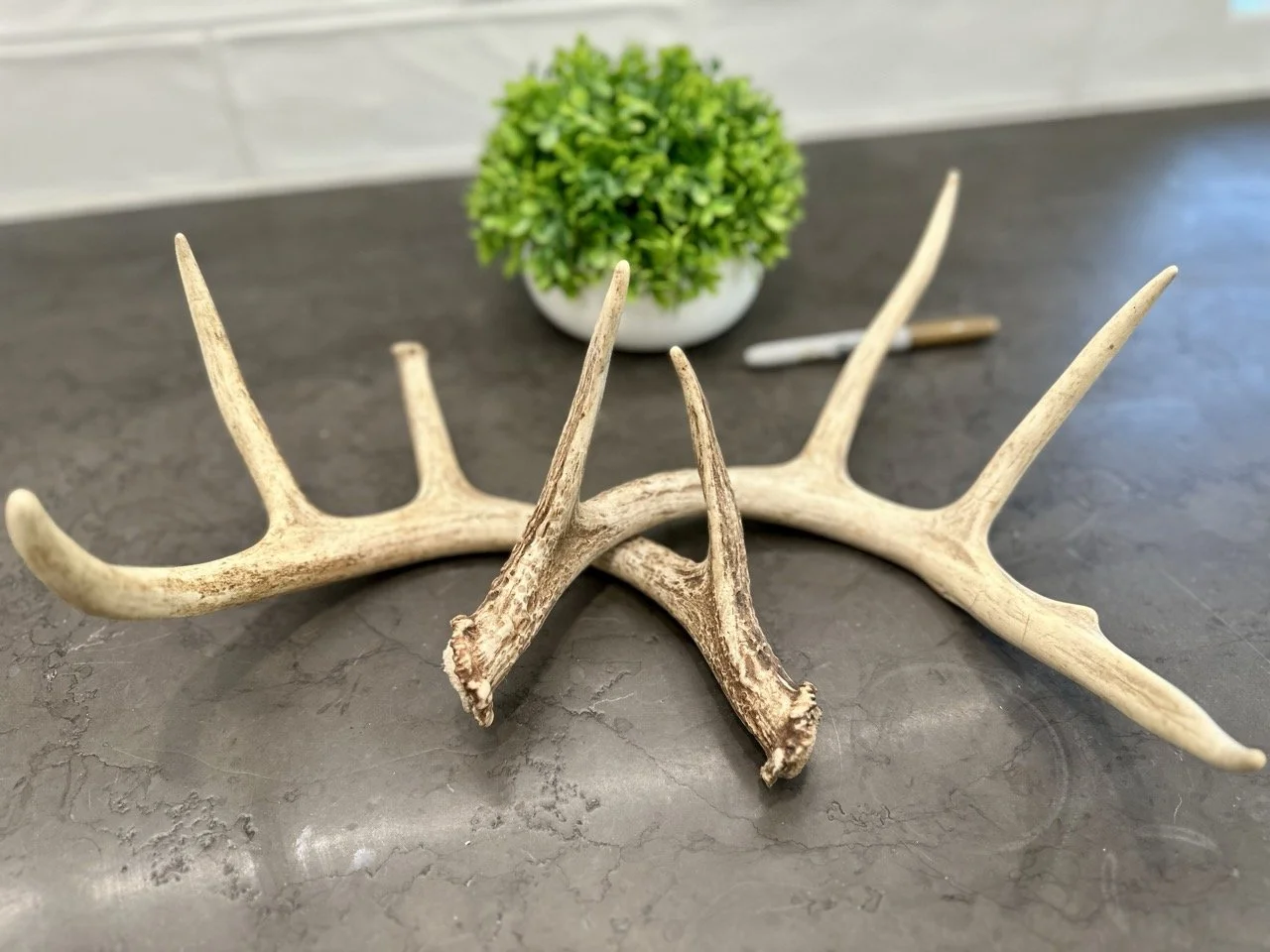 IMG_4364 2 Large.jpeg