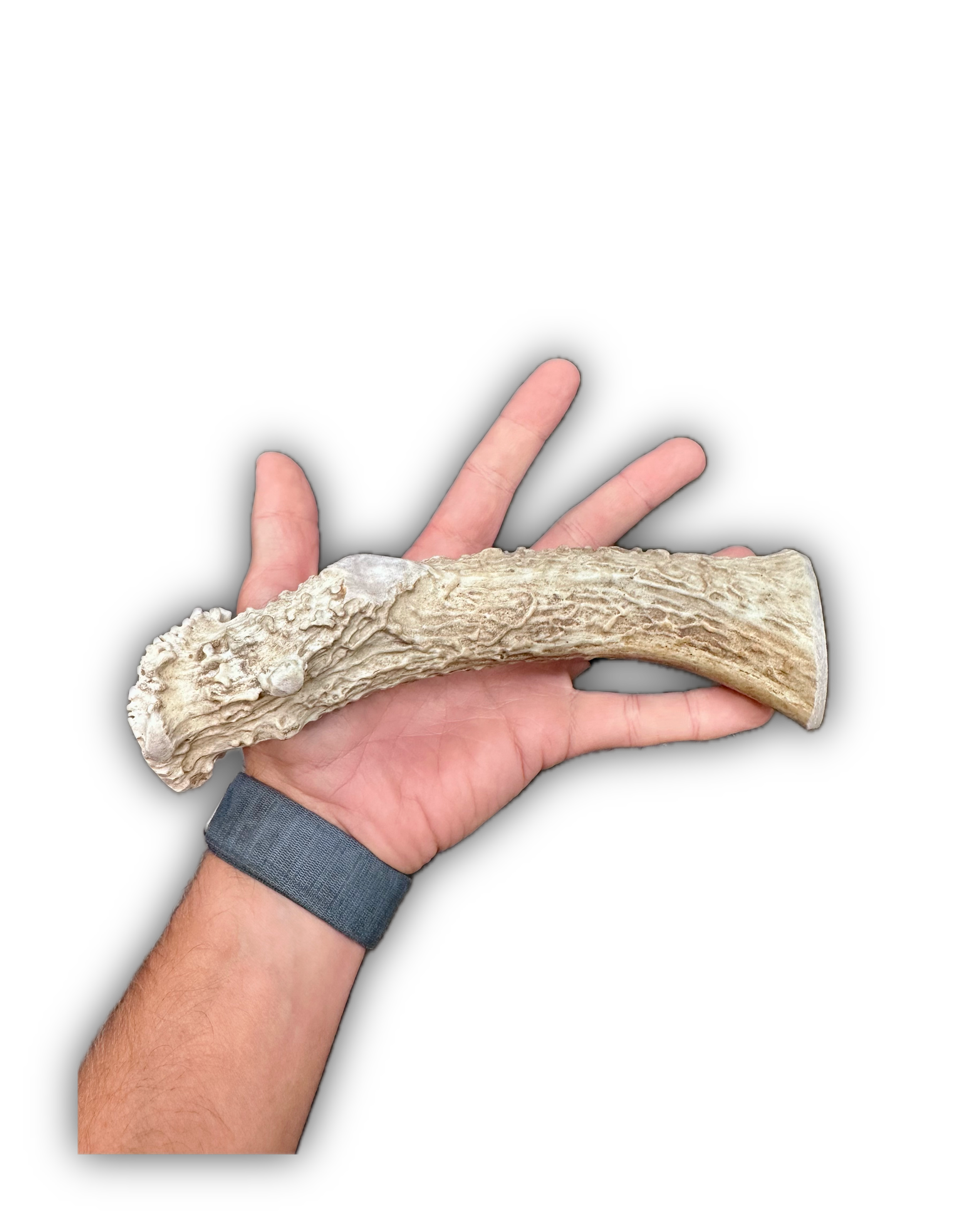 Deer Antler | Dog Chews | Custom Cut | Antler Base 9.5"