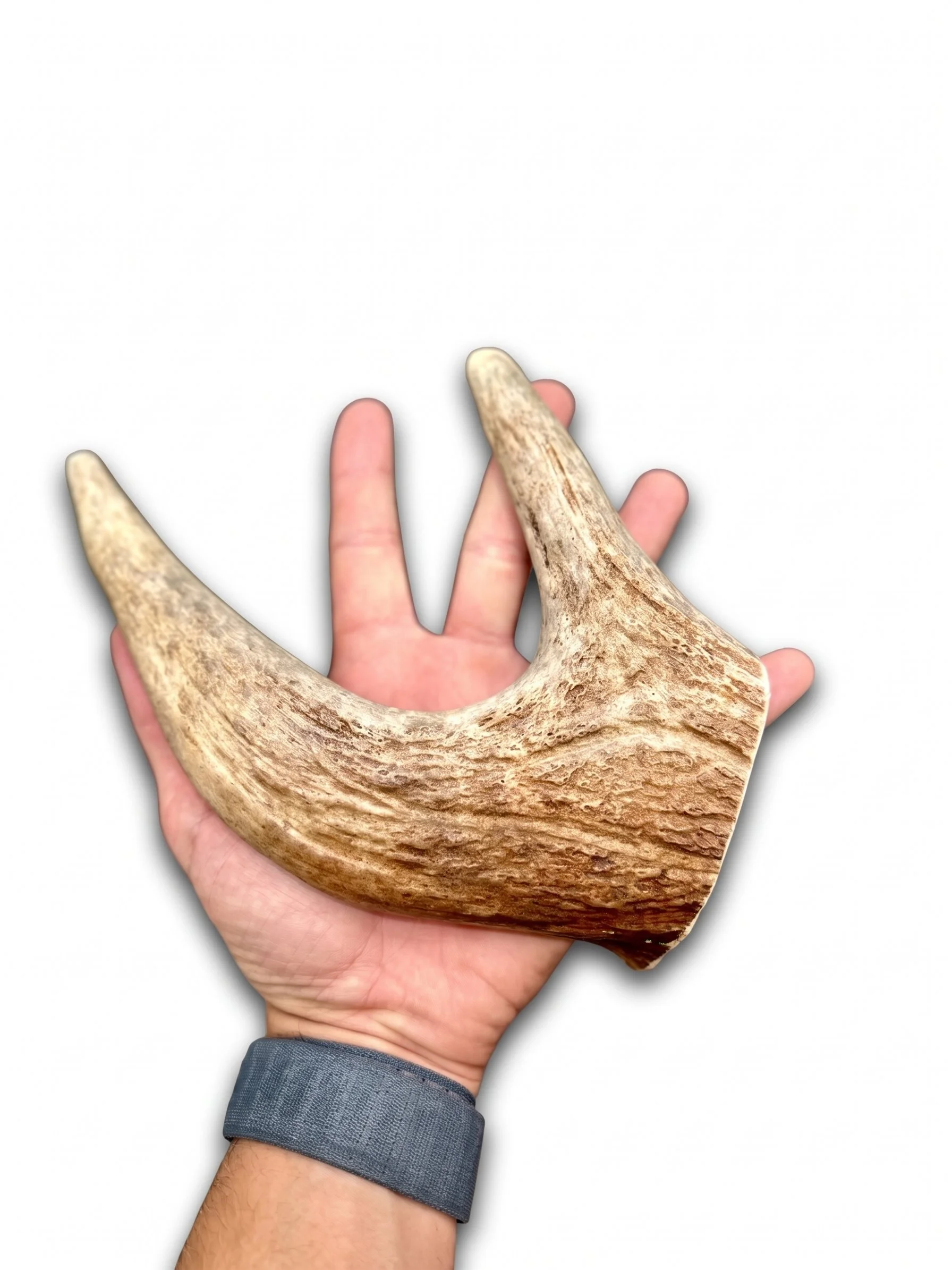Moose Antler | Dog Chews | Custom Cut | 9" Claw