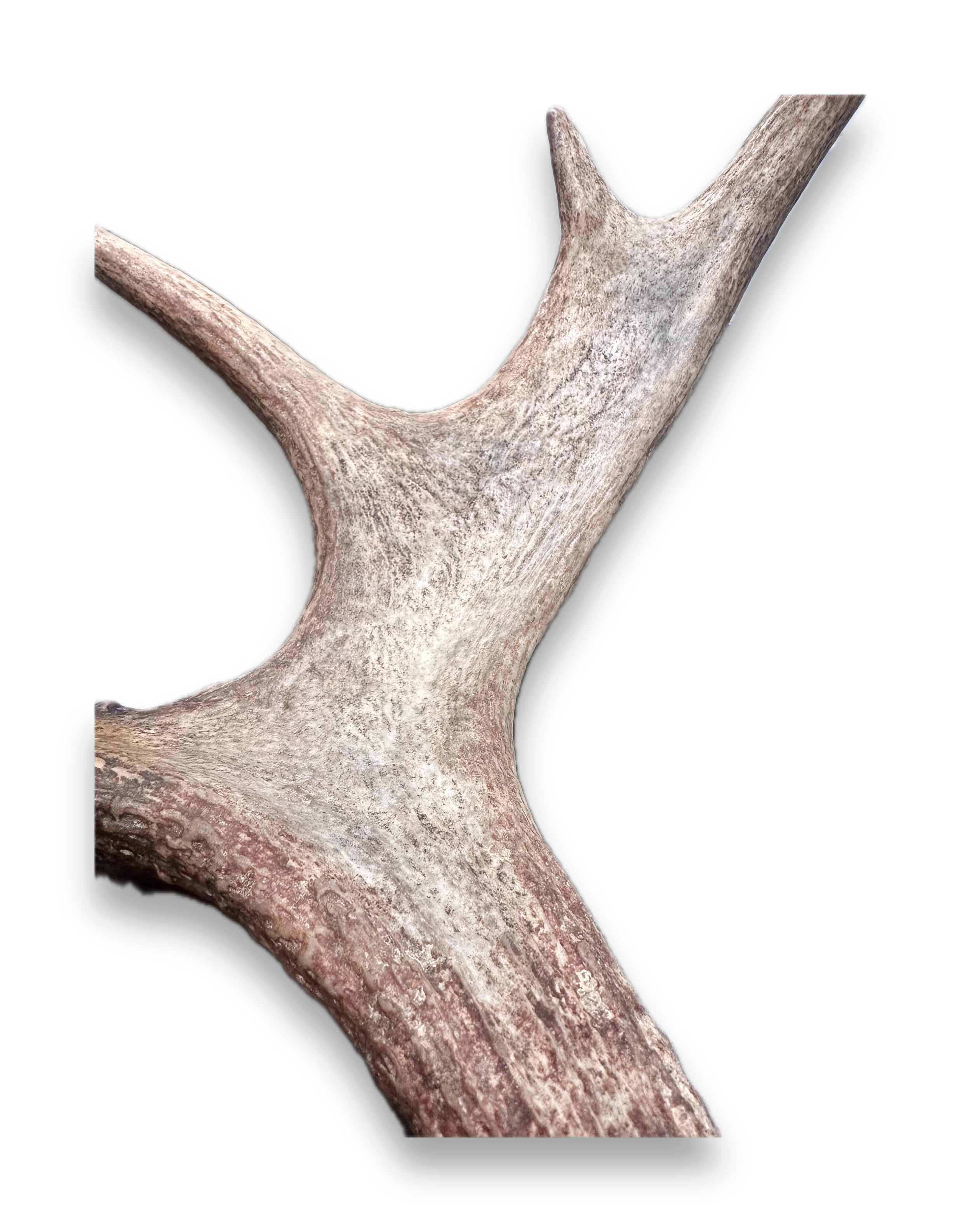 IMG_7248 Background Removed-shadow.png