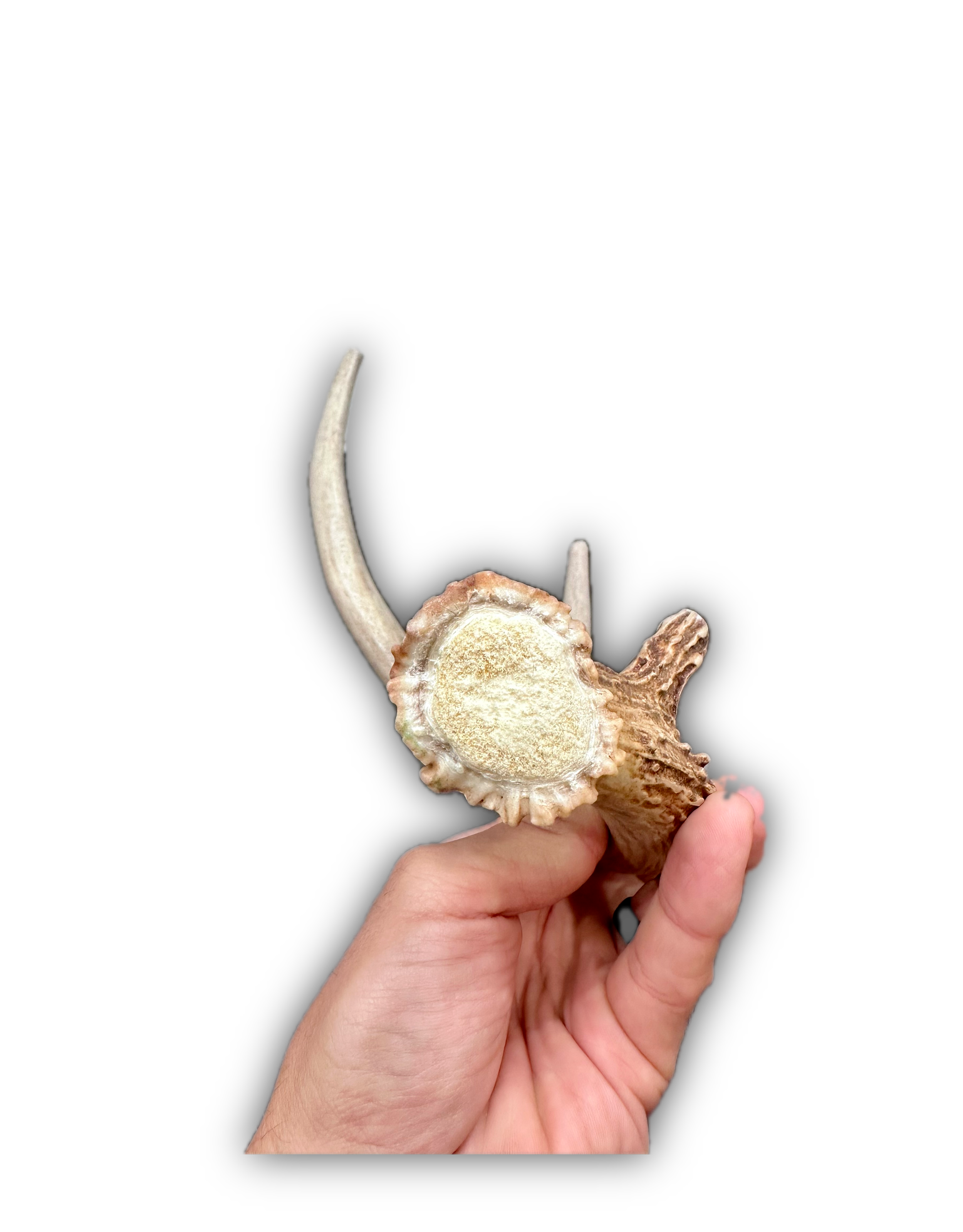IMG_6963 Background Removed-shadow.png