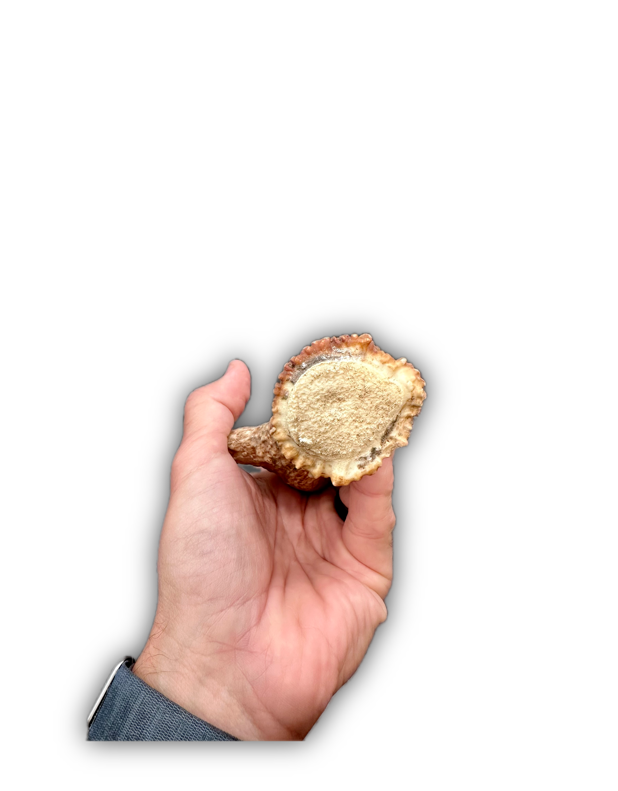 IMG_6966 Background Removed-shadow.png