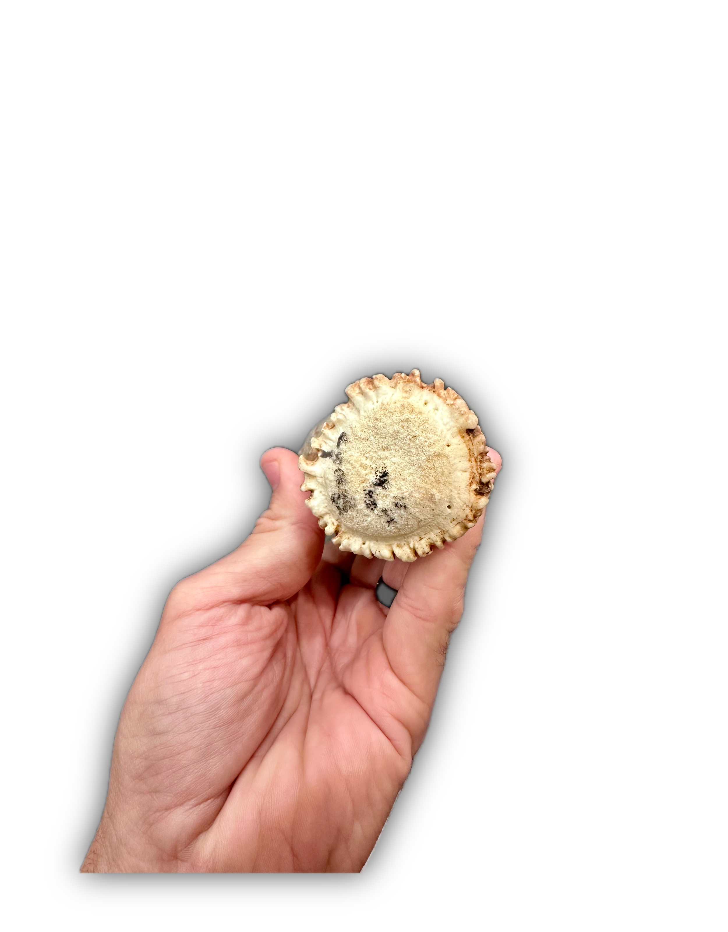 IMG_6986 Background Removed-shadow.png