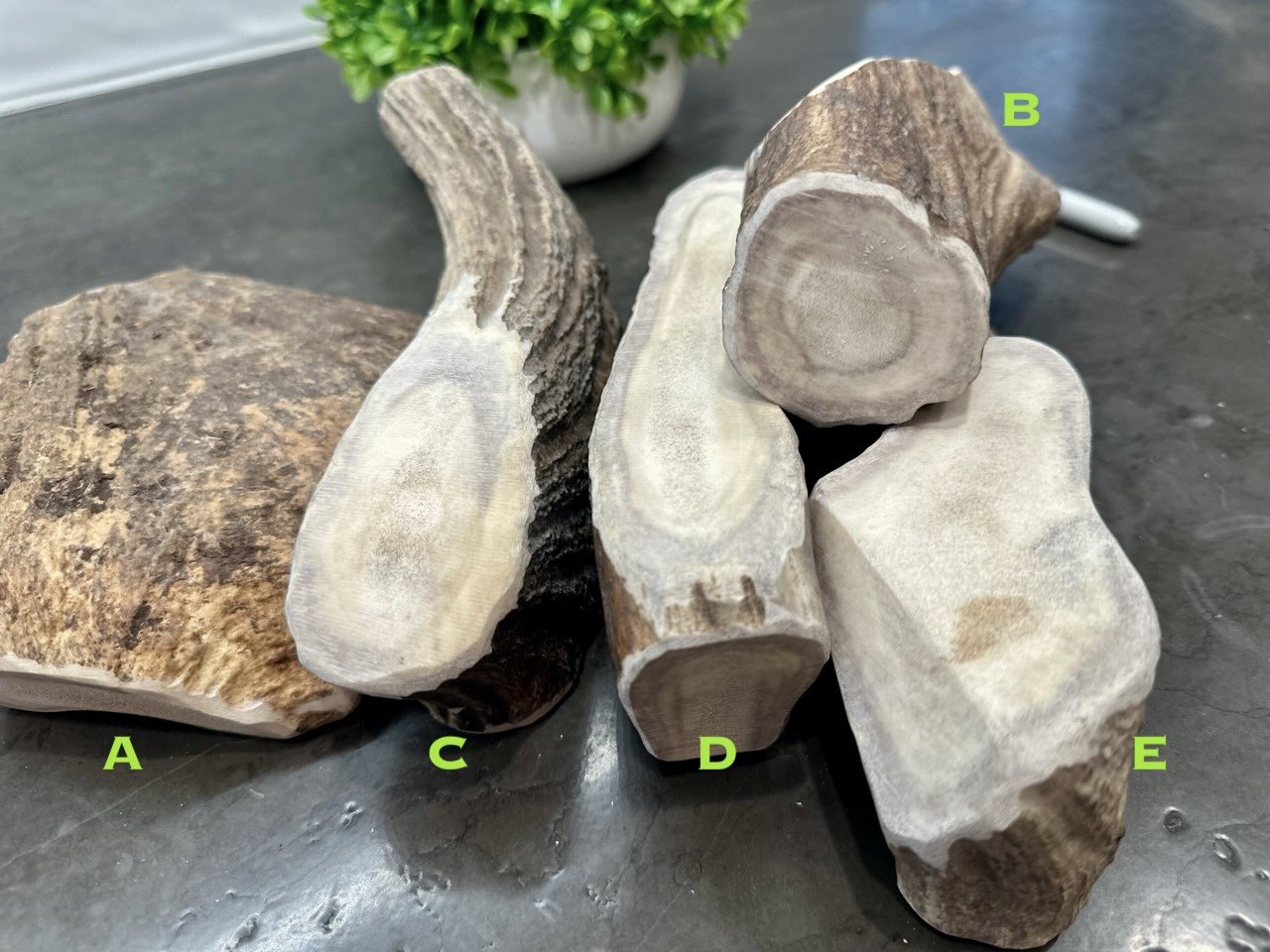 Moose Antler Dog Chews.jpeg