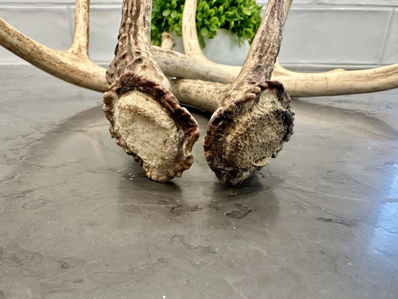 IMG_4368 2 Large.jpeg