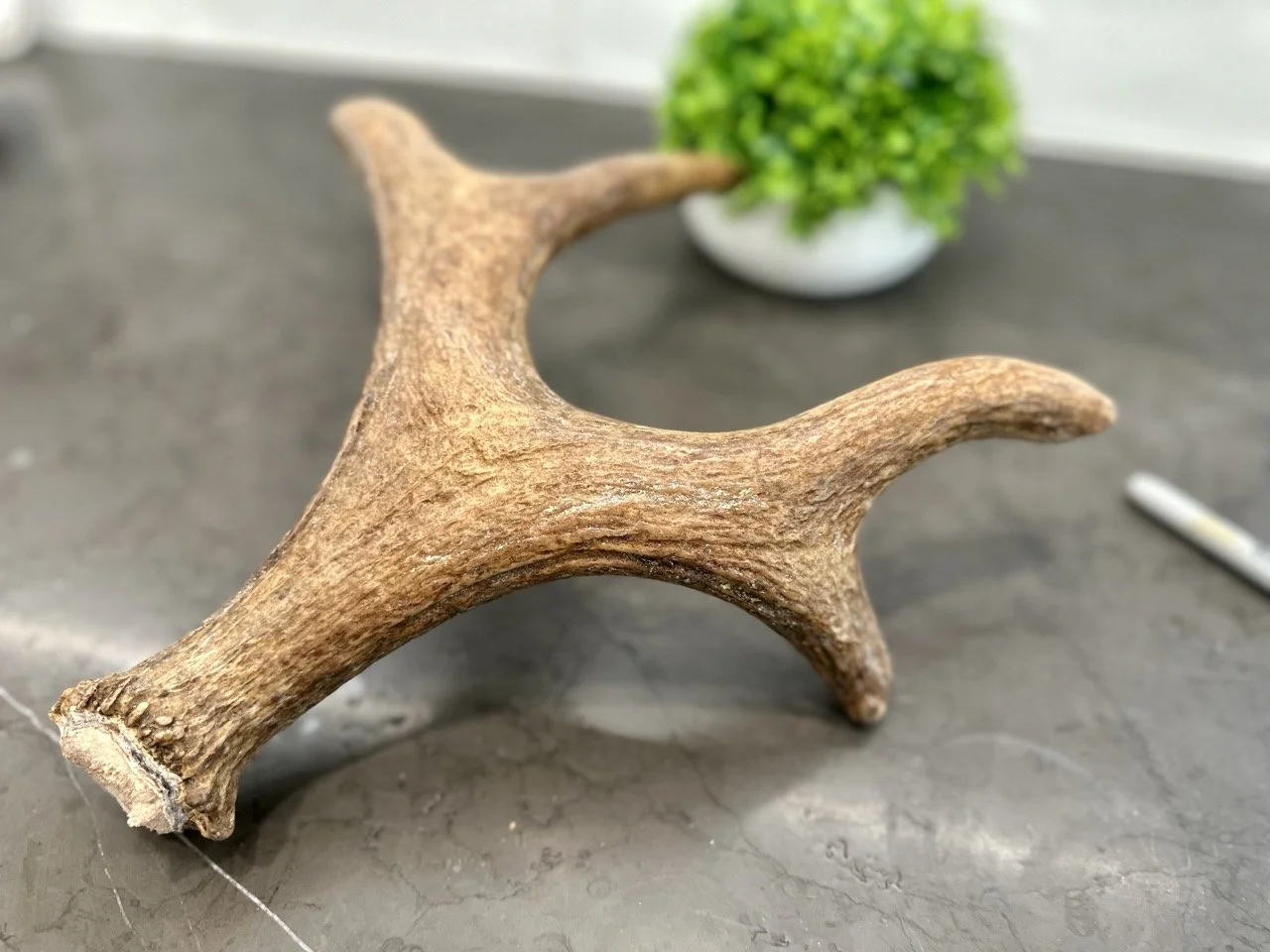 IMG_4415 2 Large.jpeg