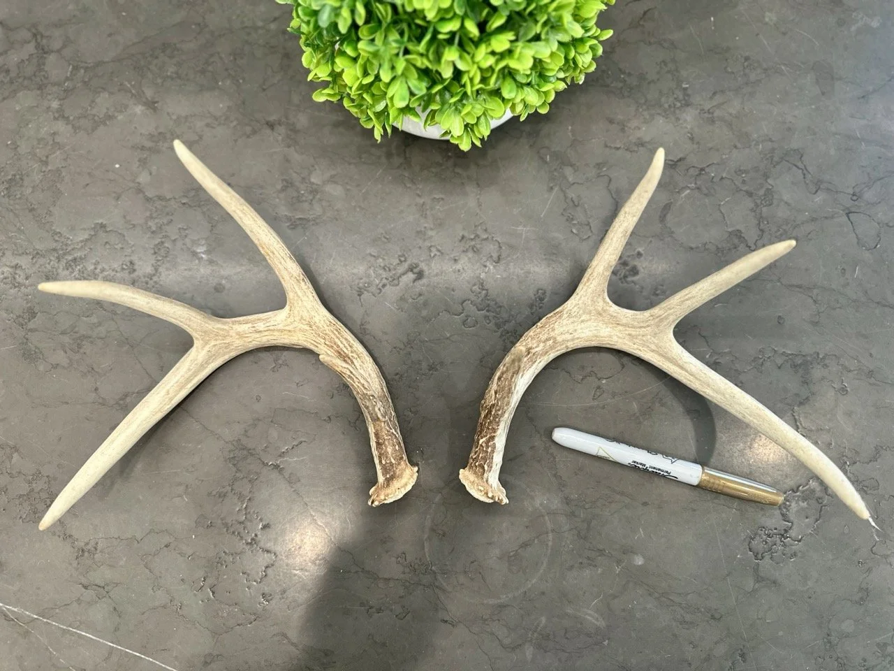 IMG_4388 2 Large.jpeg