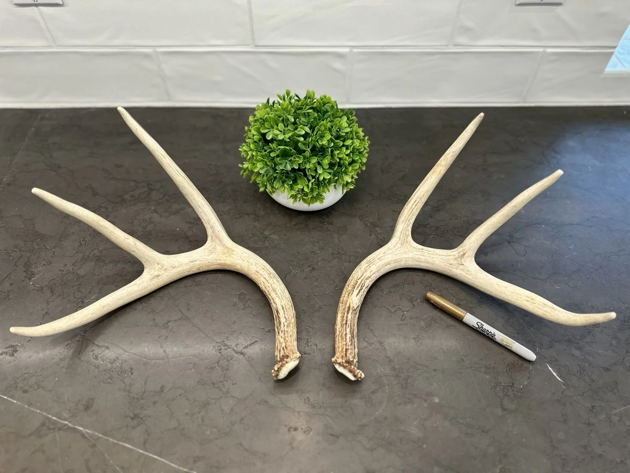 Matched Deer Antler Set.jpeg