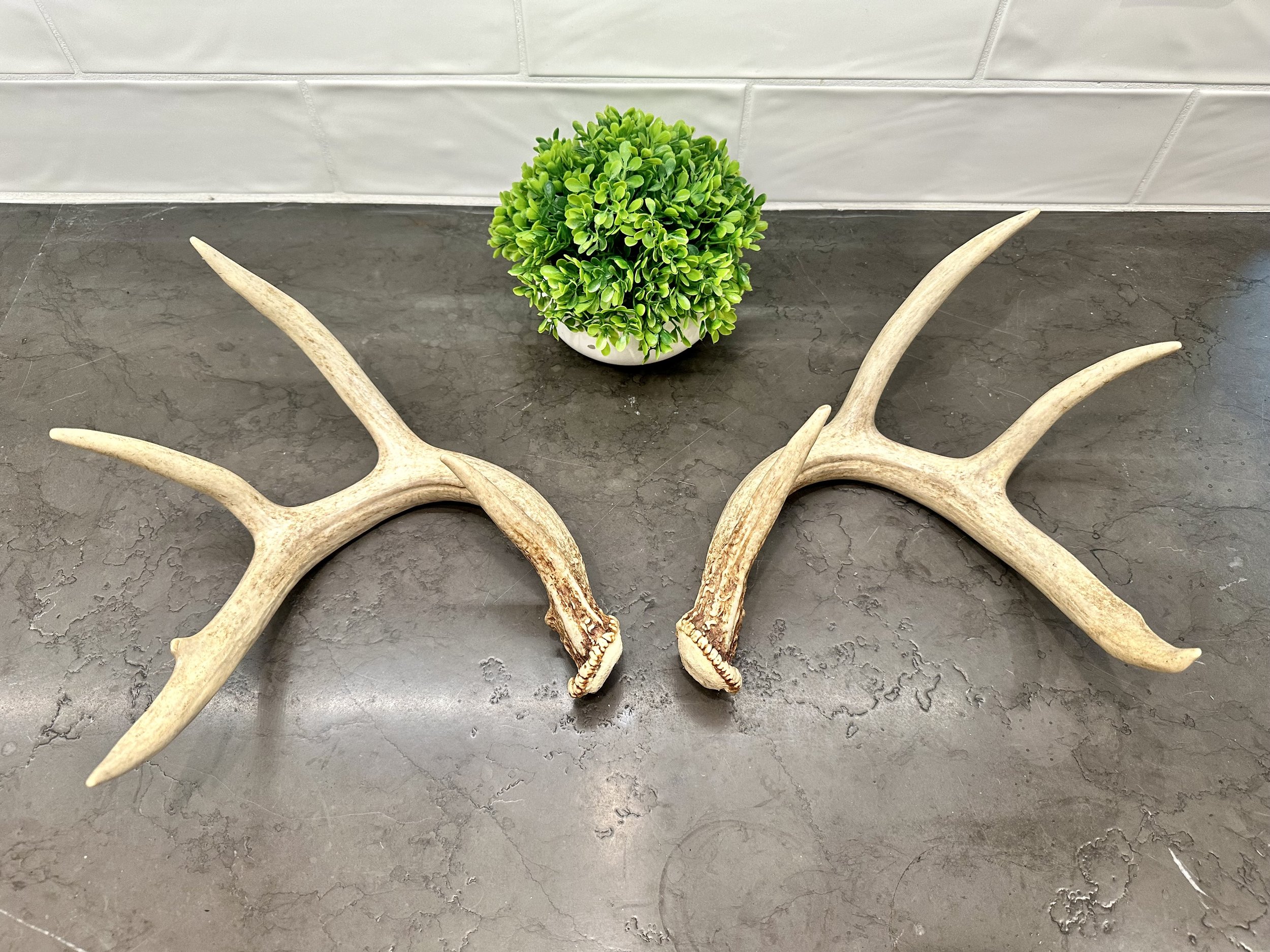 Deer Antler | Naturally Shed | WHOLE | Paired Matched Antler Set | 9 Point Buck
