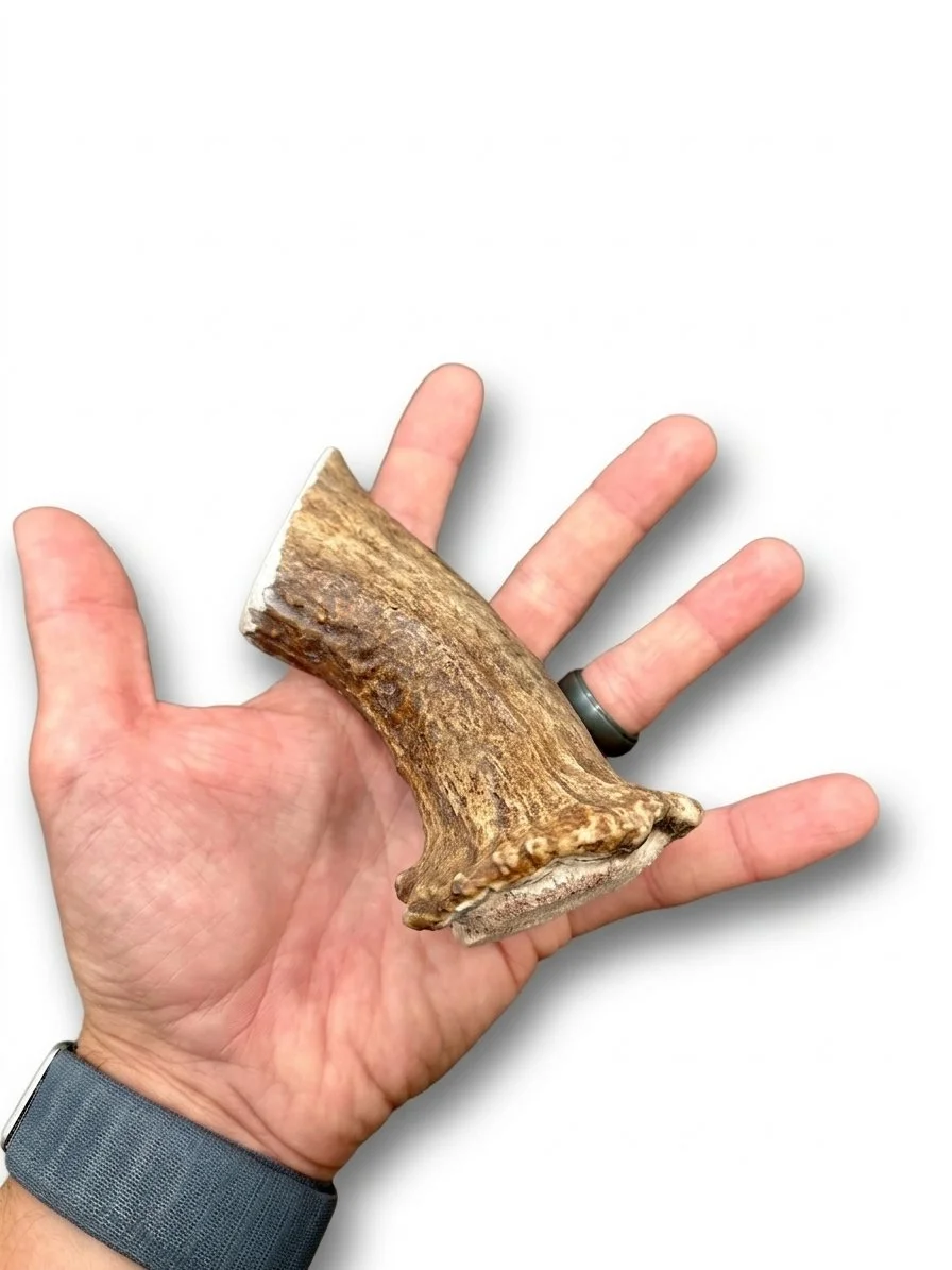 Moose Antler | Dog Chews | Custom Cut 5" Base