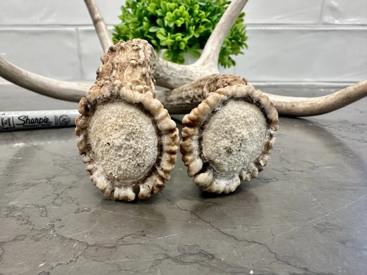 IMG_4404 2 Large.jpeg