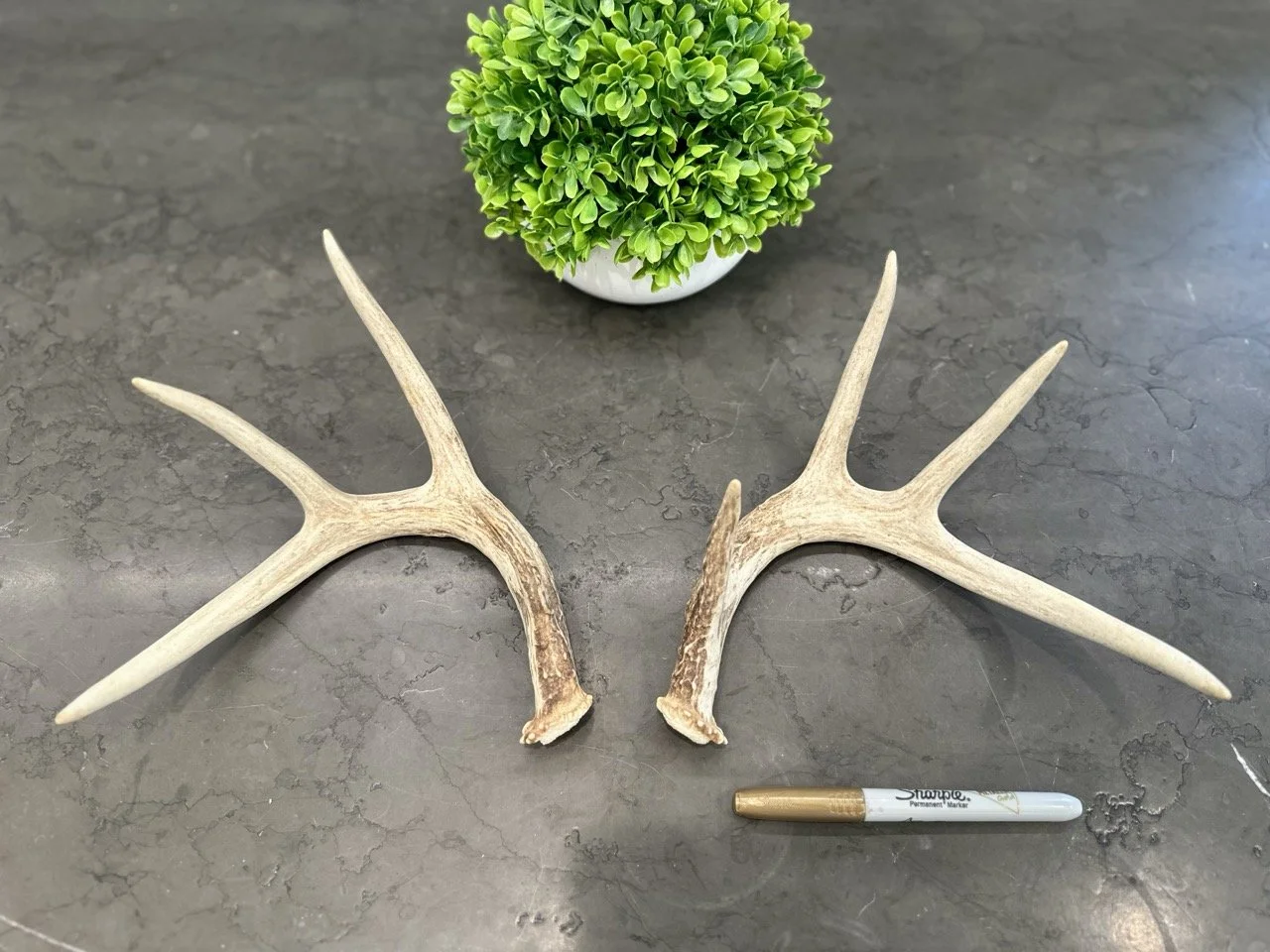 IMG_4385 2 Large.jpeg