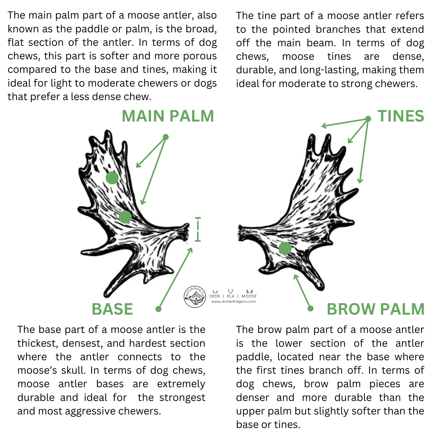 Moose Antler Diagram