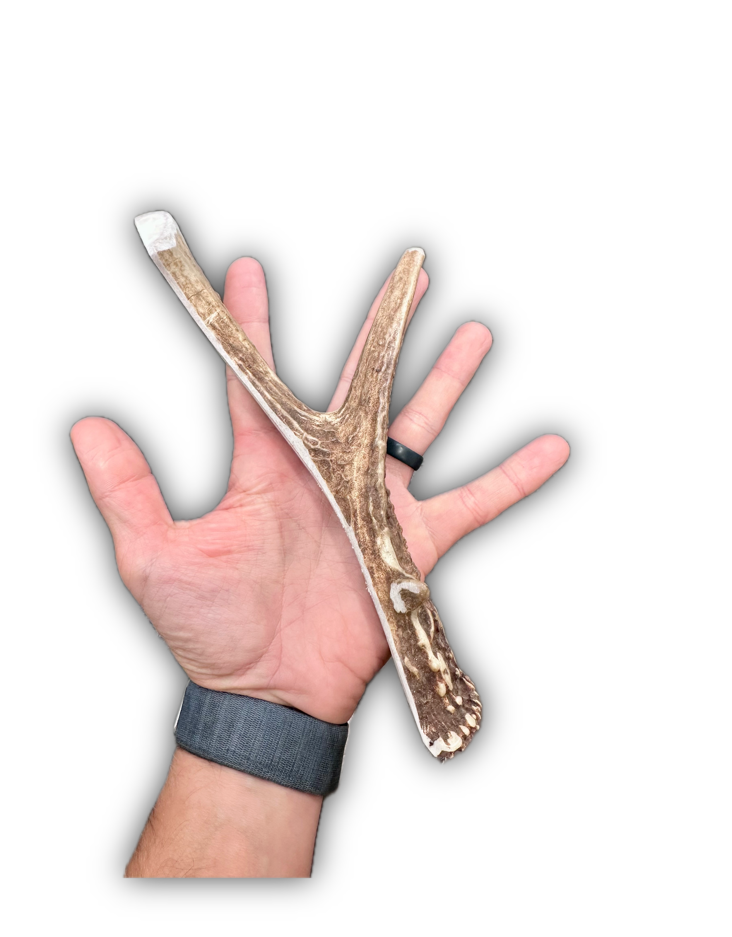 Deer Antler | Dog Chews | Custom Cut | Split Base w/ Tine 8.75"