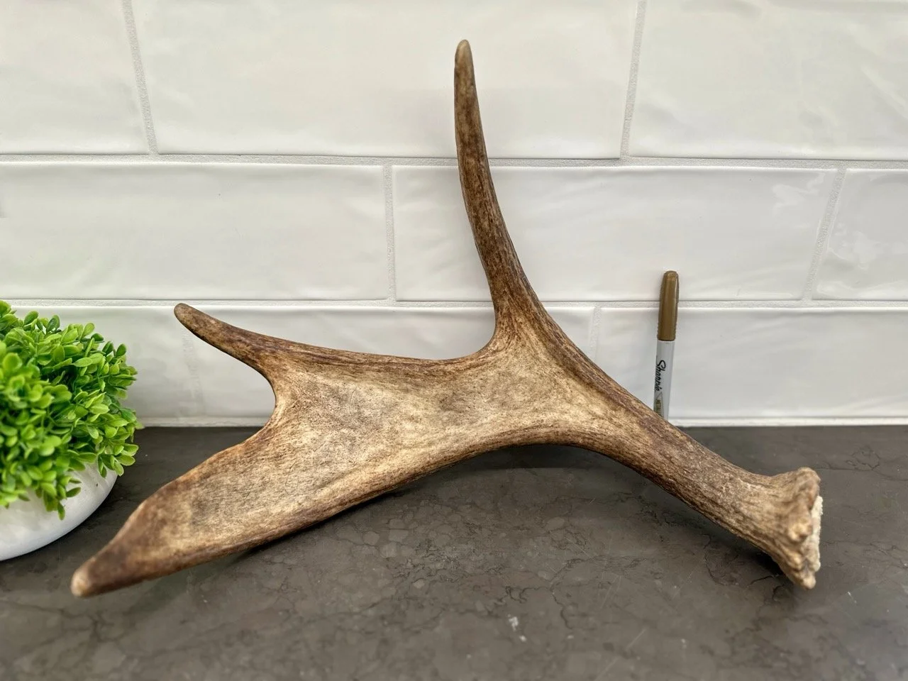 IMG_4425 2 Large.jpeg