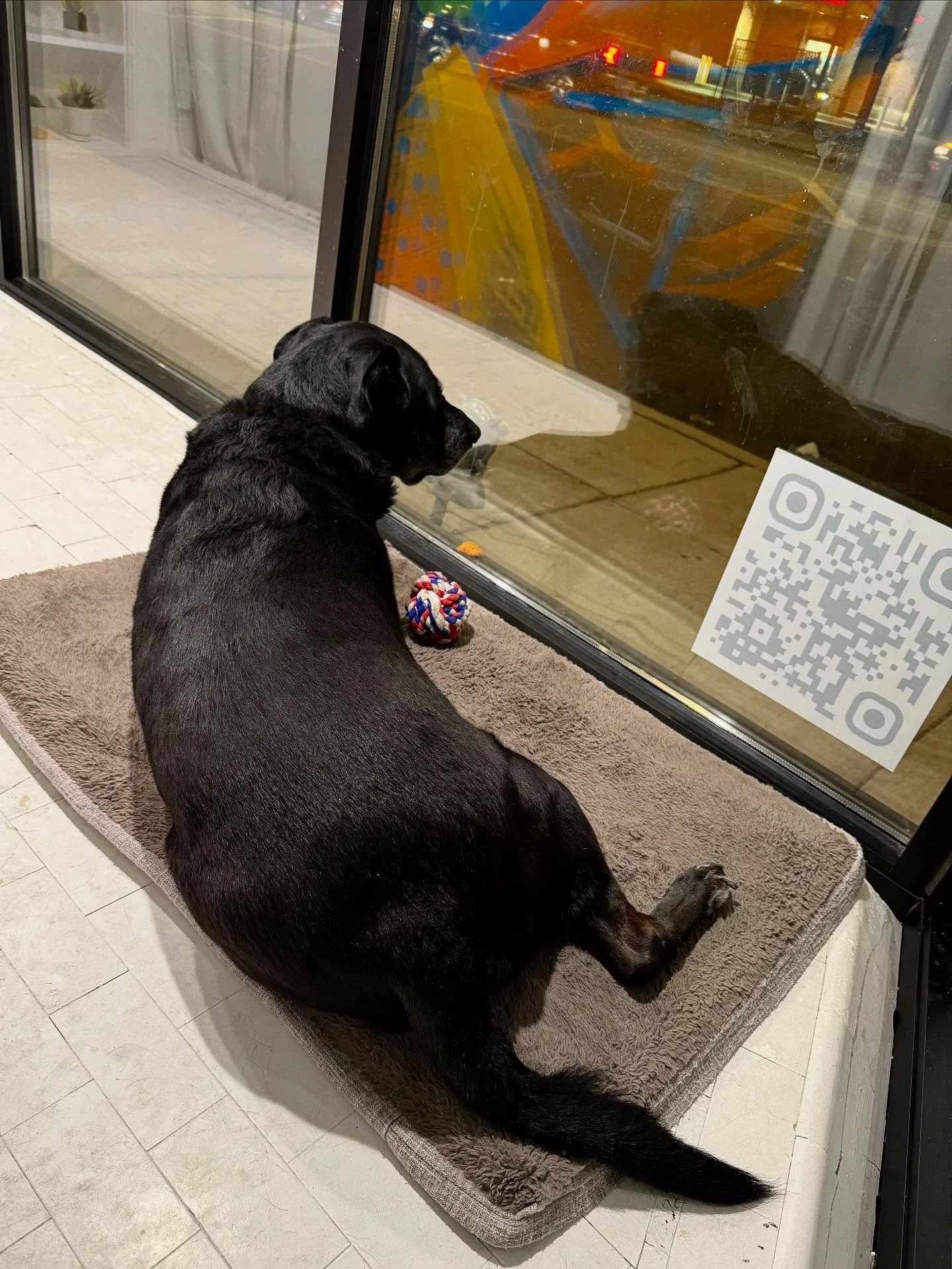 Friday Night Wyatt 🖤🐕&zwj;🦺 #NotForSale #blacklablove