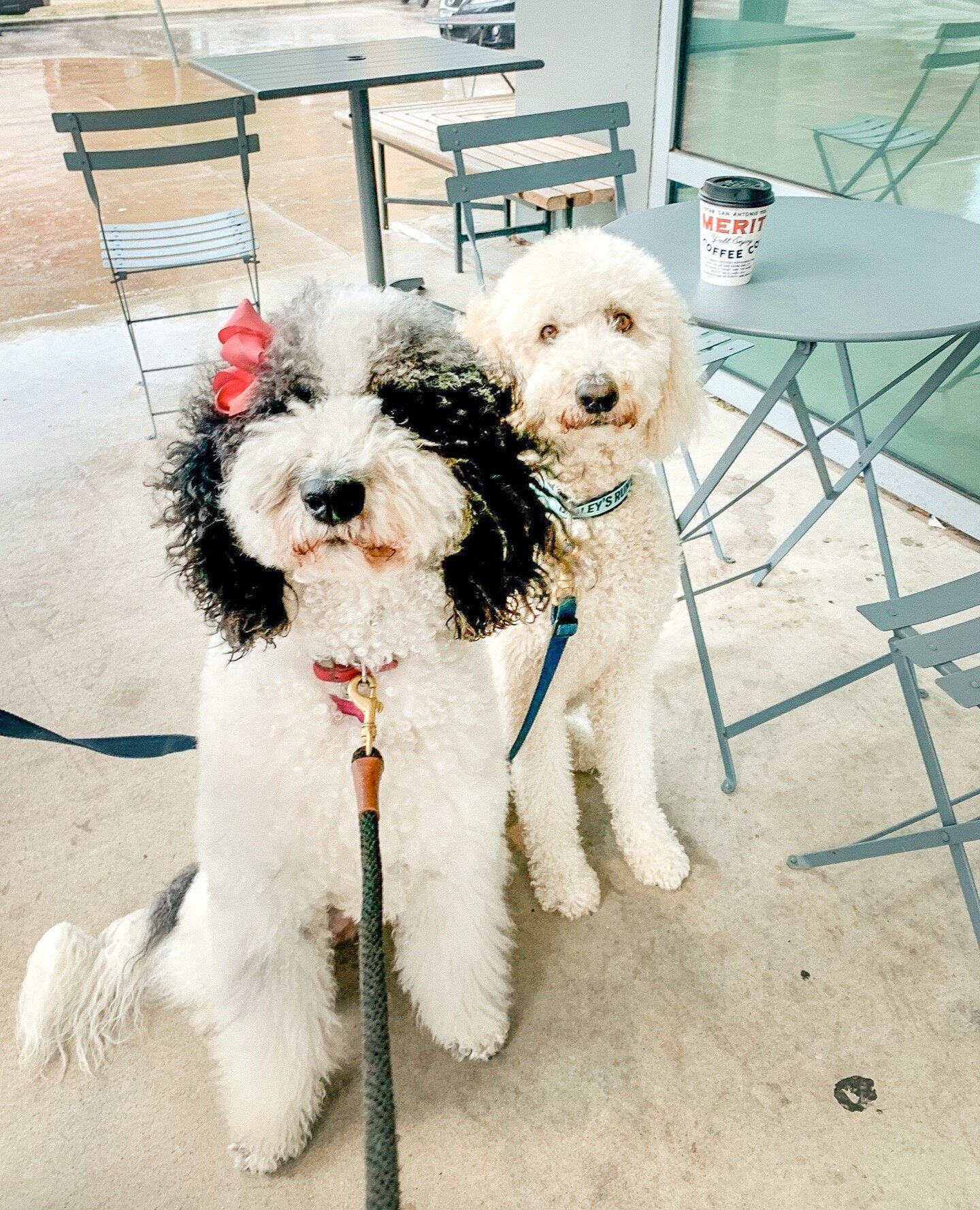 2 pup cups please @meritcoffee! 🐾 ☕️⁠
⁠
⁠
⁠
⁠
#dogsofinstagream #coffee #funnydogs #goldendoodle #monday #mondaymotivation