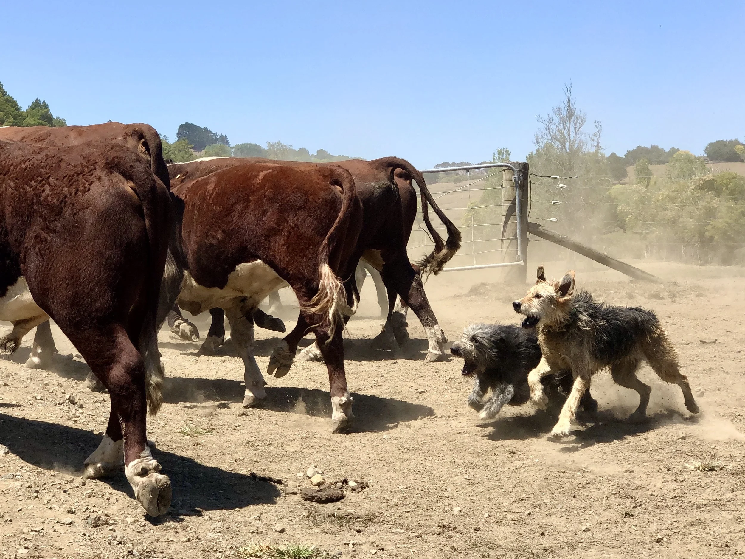 Your Dogs Problems were their Ancestors Strengths