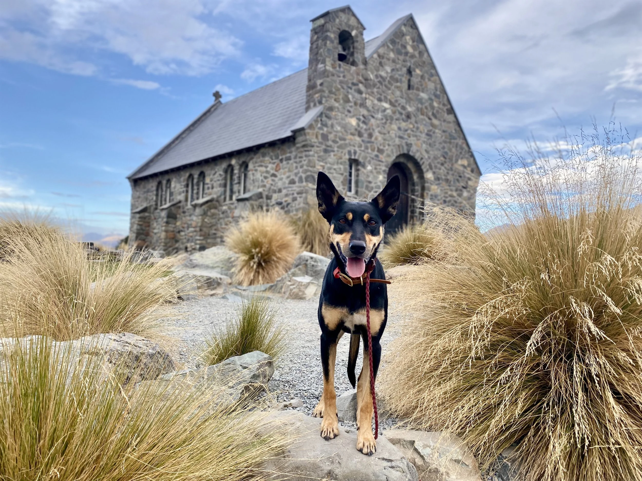 Could my reactive dog ever enjoy adventures?