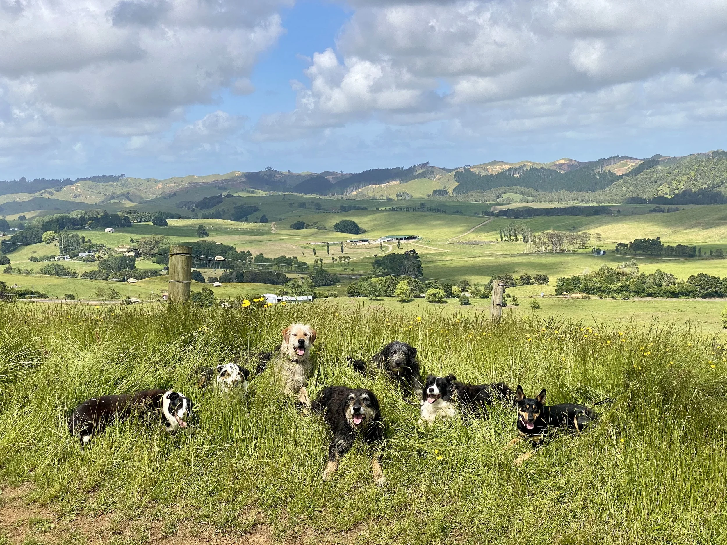 Focus less on tiring your dog out and more on fulfilling them.