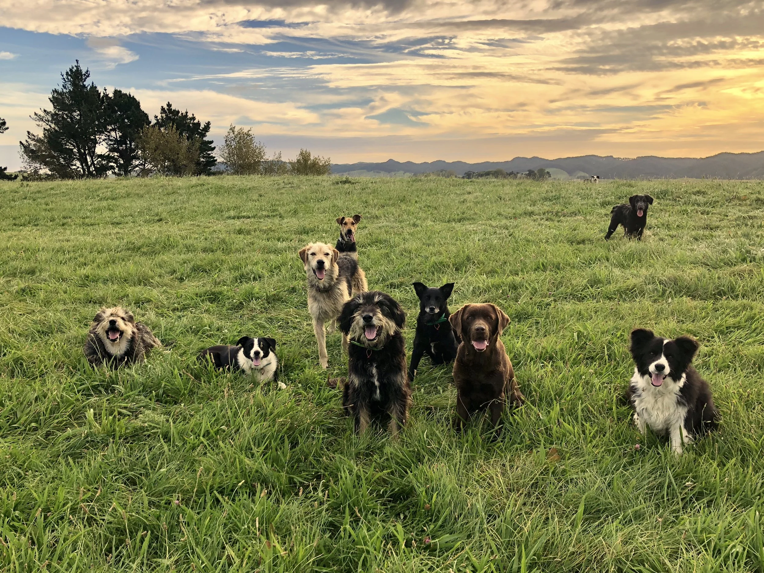 Dogs bred for purpose & the dog park struggles