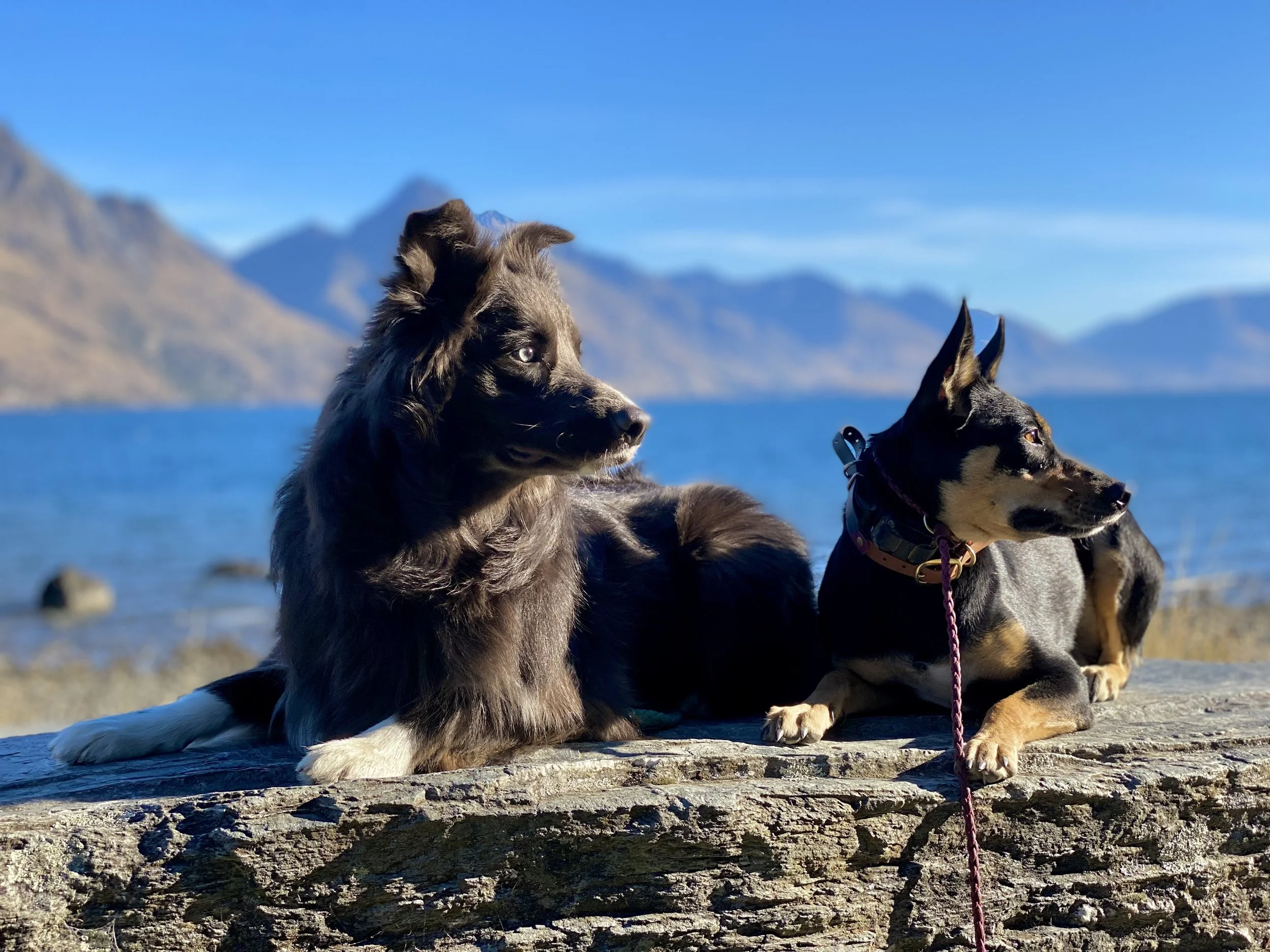 Travelling the South Island with Dogs