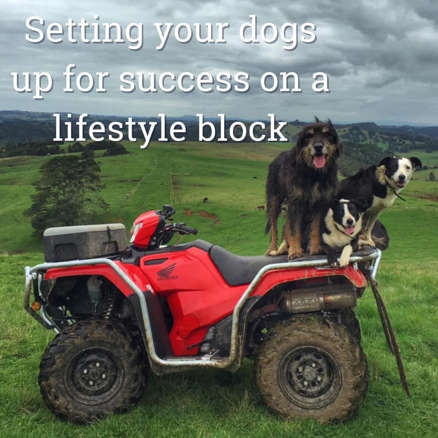 Setting Dogs Up for Success on Lifestyle Blocks