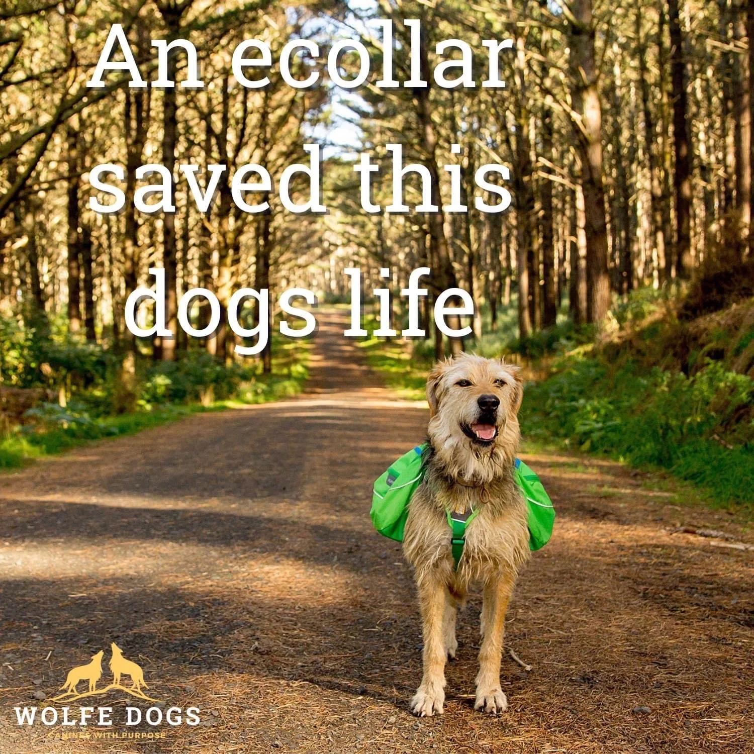 All About Electric Collars