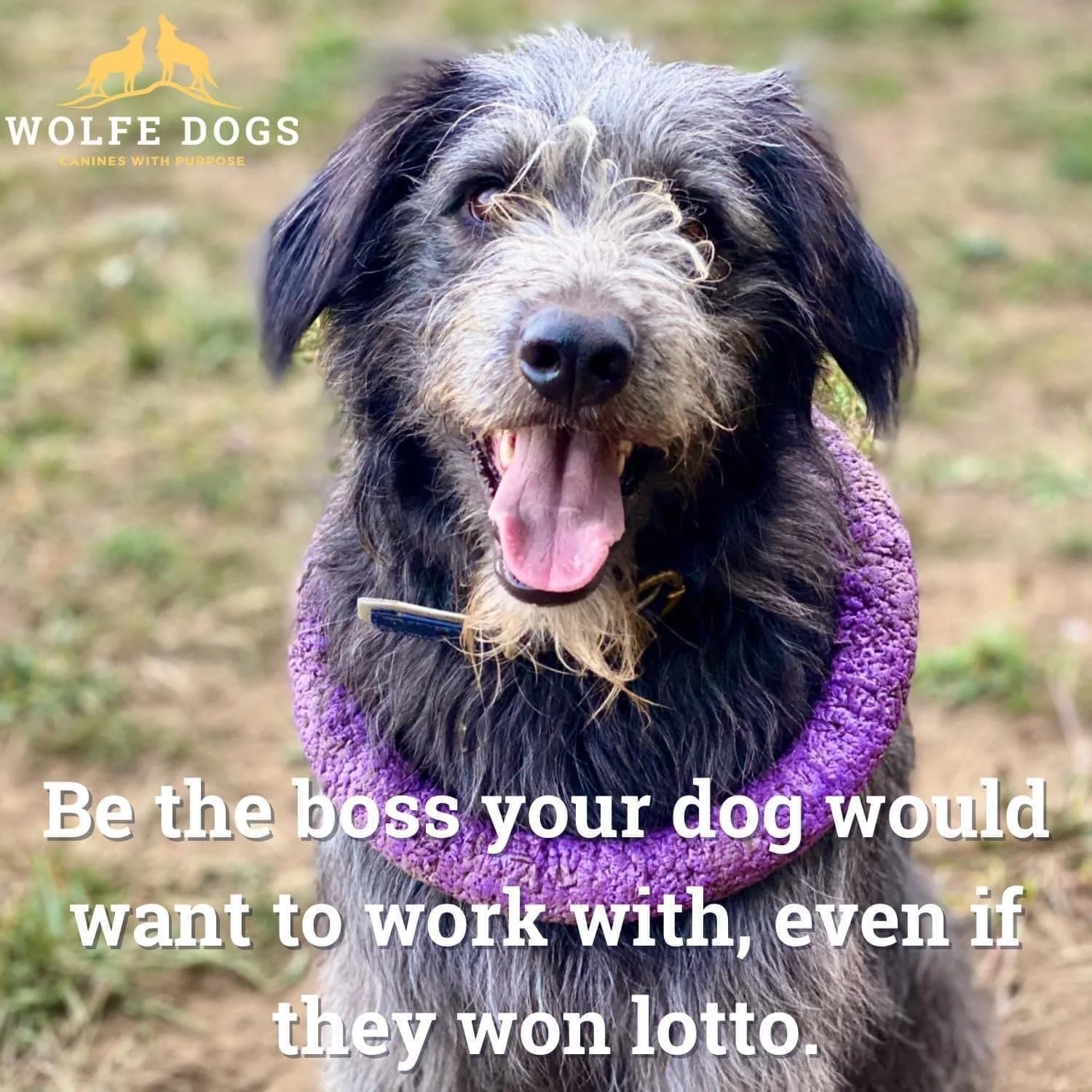 Would your dog still want to work for you if they won lotto?