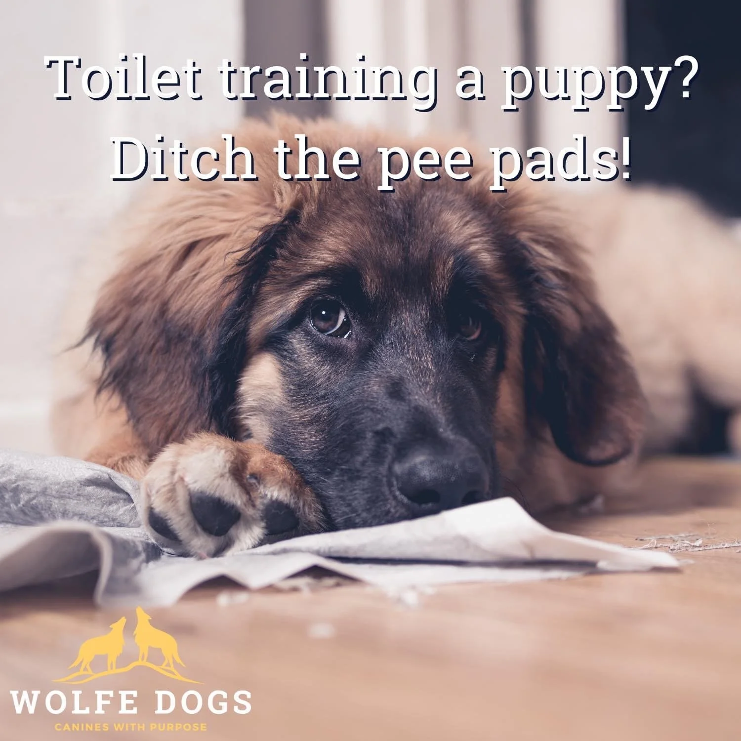 Toilet Training Puppies - Ditch the Pee Pads!