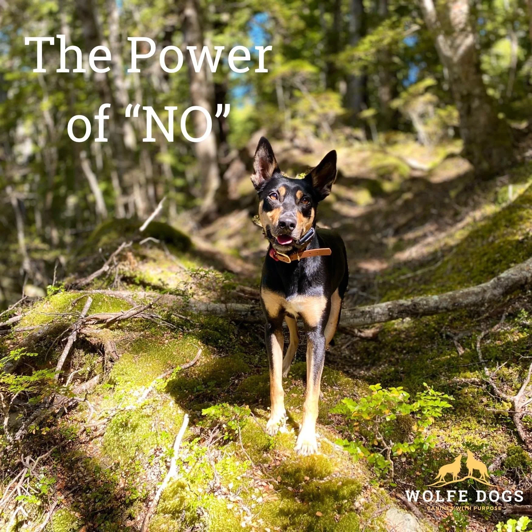 The Power of “No”