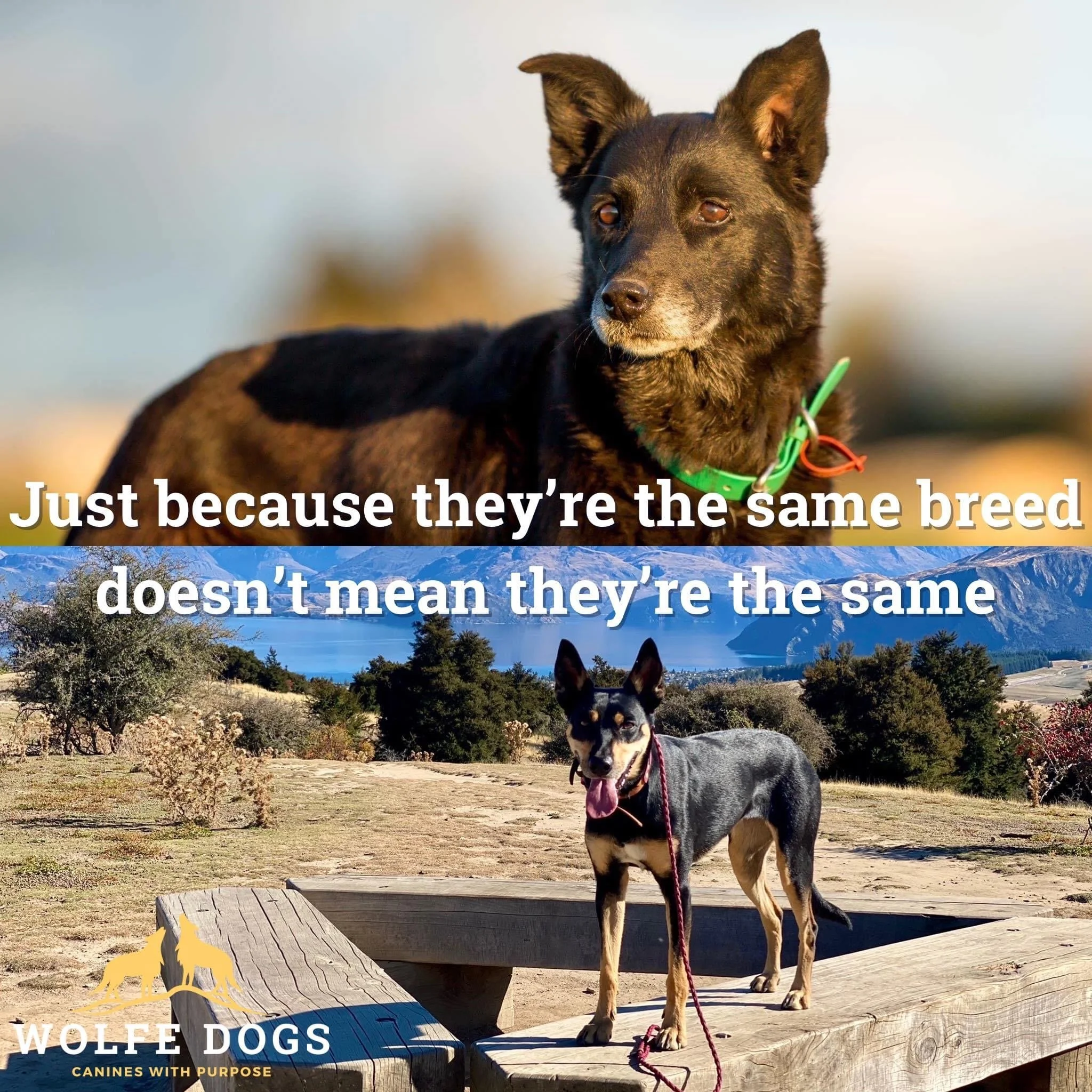Just because they’re the same breed, doesn’t mean they’re the same