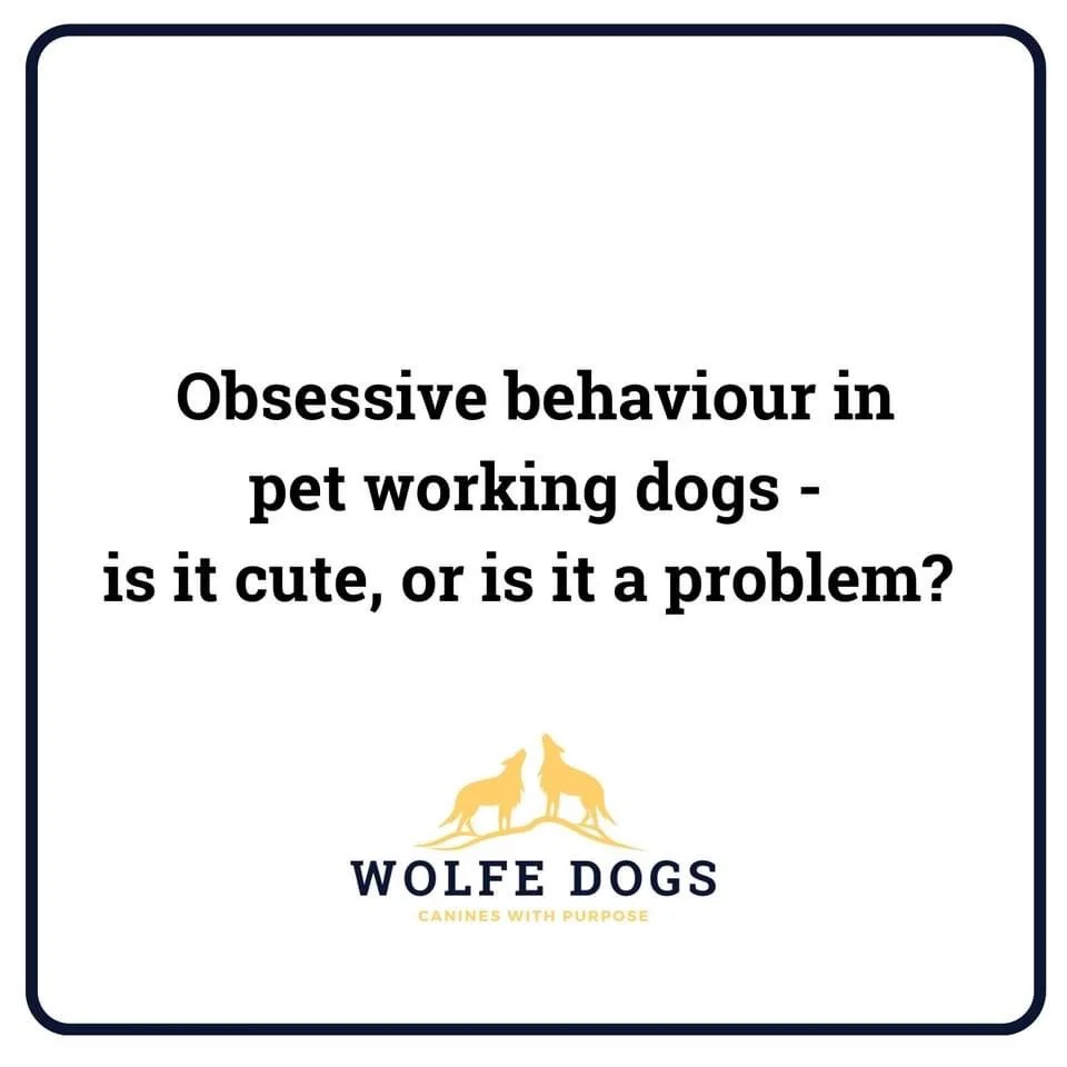 Obsessive behaviour in pet working dogs