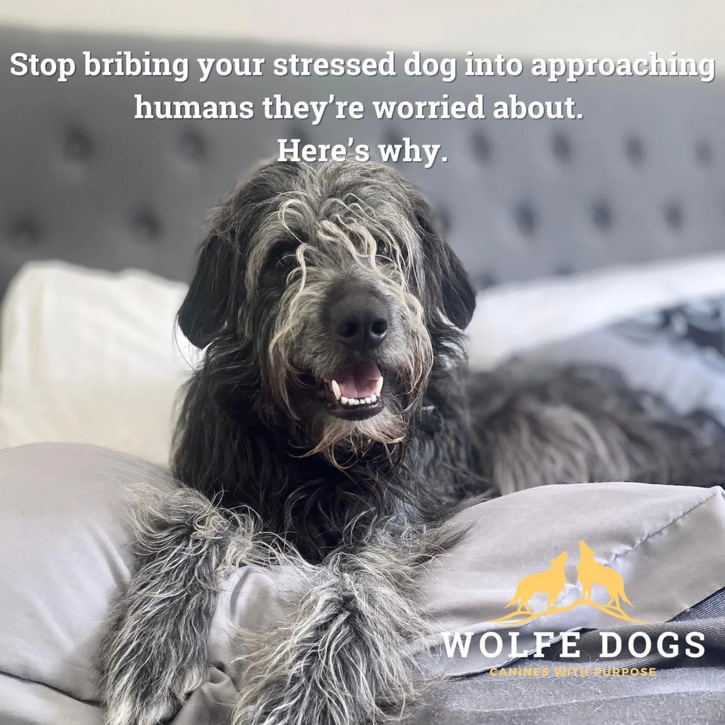 Don’t bribe your dog into approaching people they’re worried about.