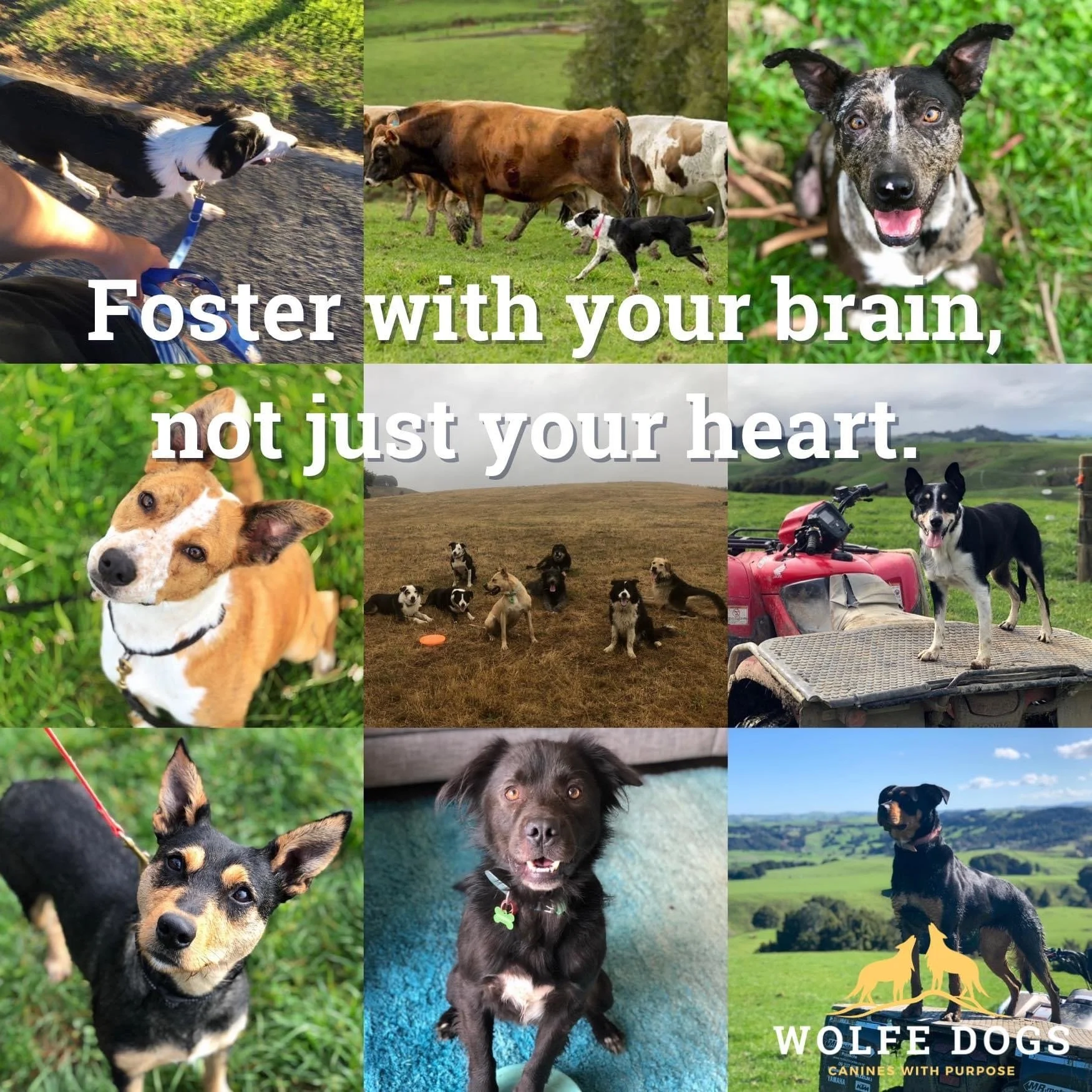 Foster with your brain, not just your heart